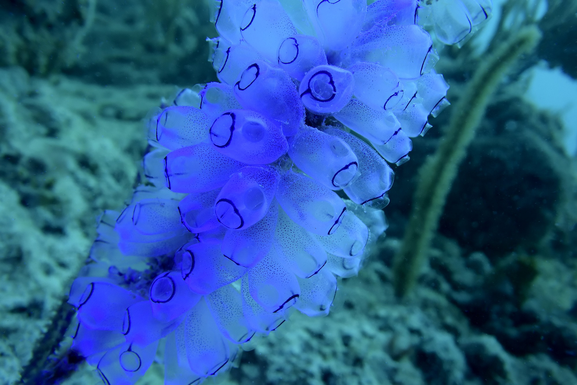 Nikon 1 V3 sample photo. Macro on uv light photography