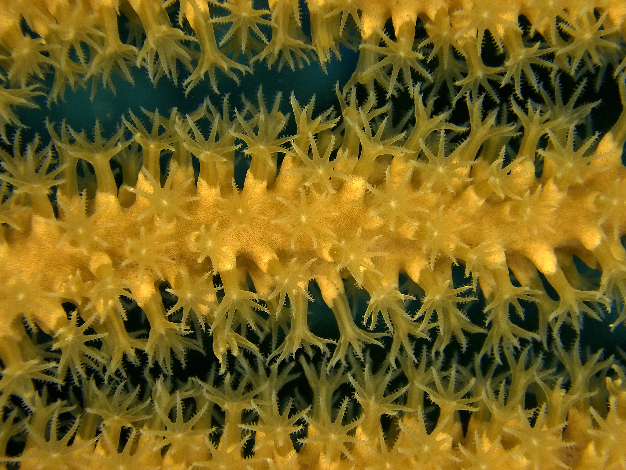 Nikon 1 V3 sample photo. Macro photography