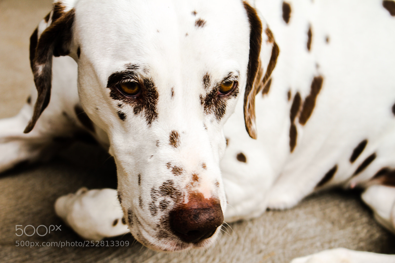 Canon EOS 7D sample photo. Daisy the dalmatian  photography