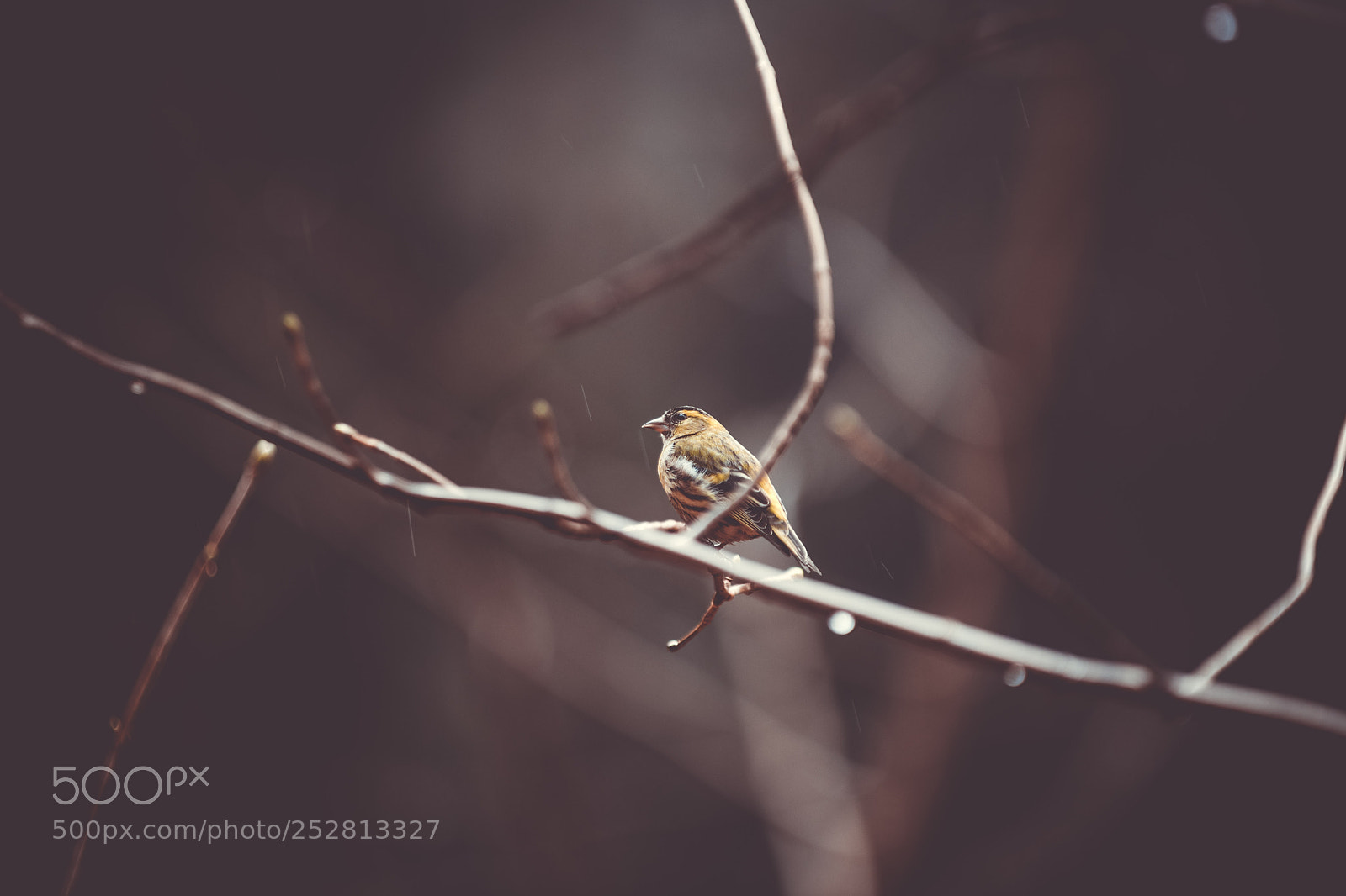 Canon EOS 80D sample photo. Birdie photography