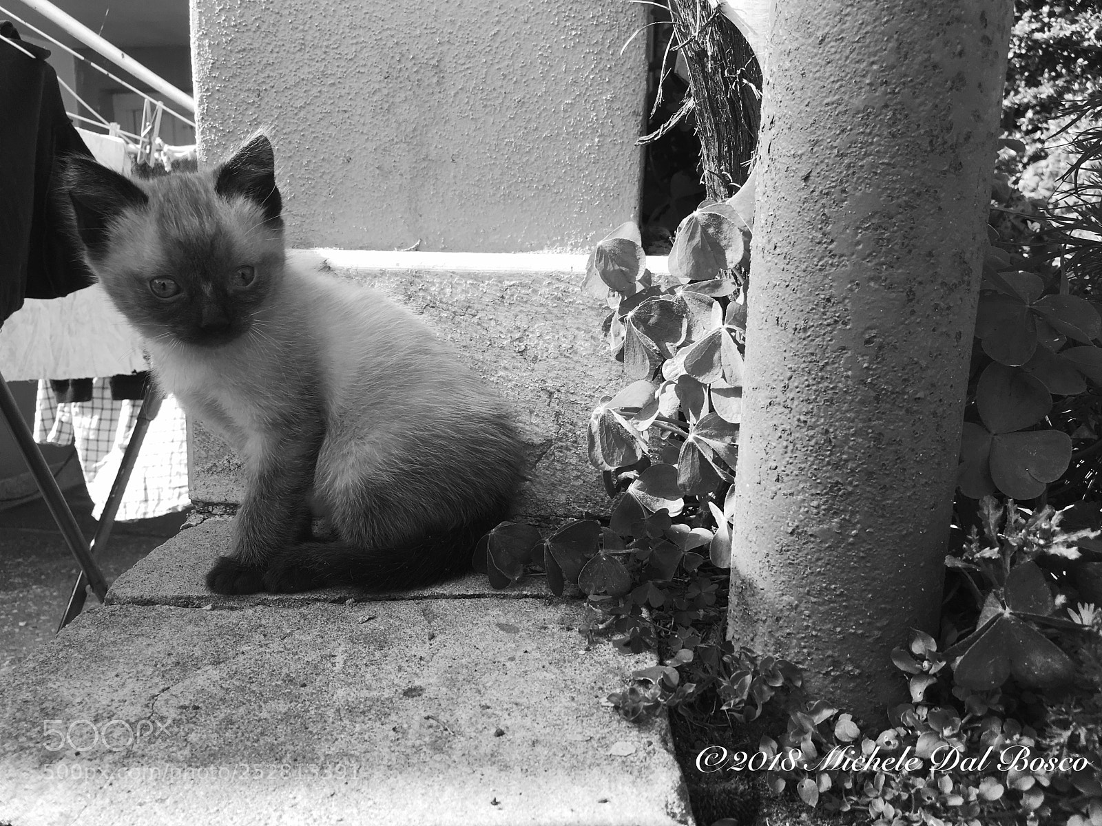 Apple iPhone 6s sample photo. A siamese cat photography