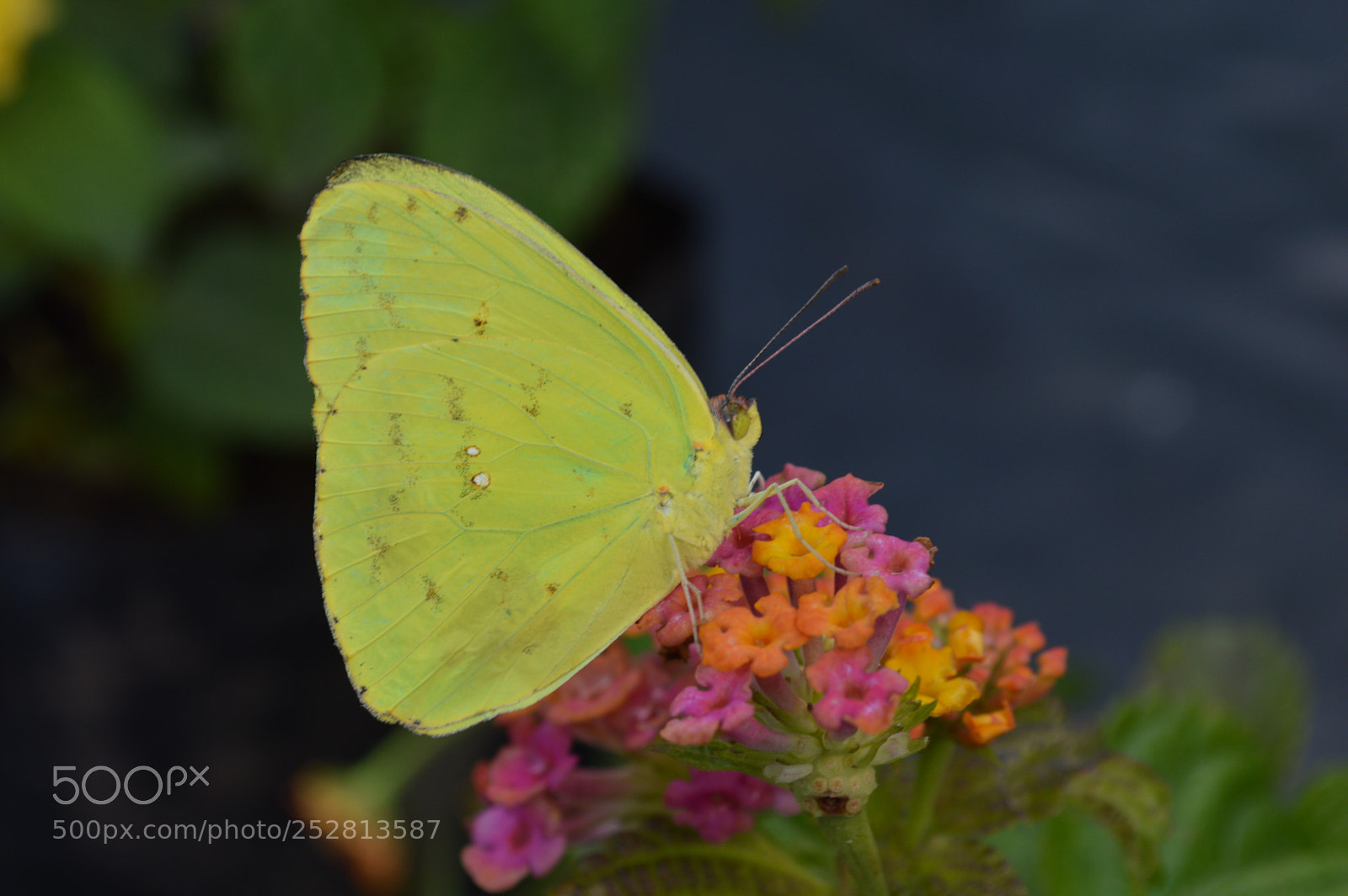 Nikon D3200 sample photo. Mariposa photography