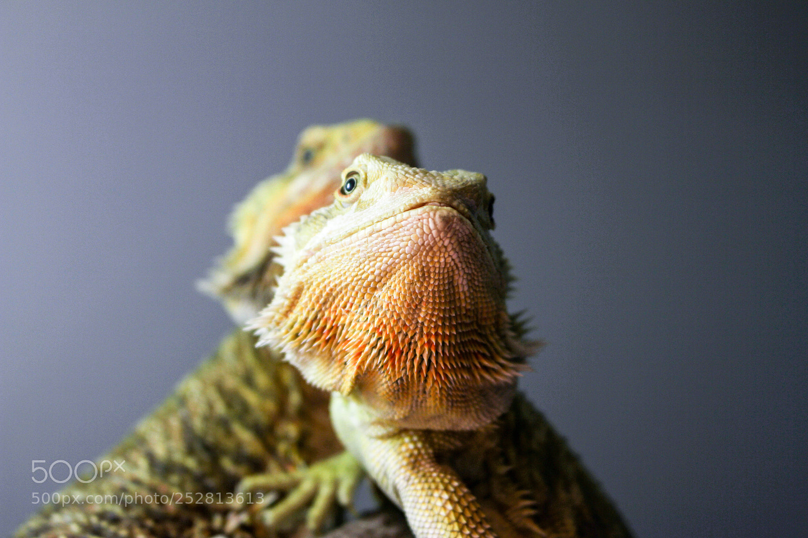 Canon EOS 7D sample photo. Dragons photography