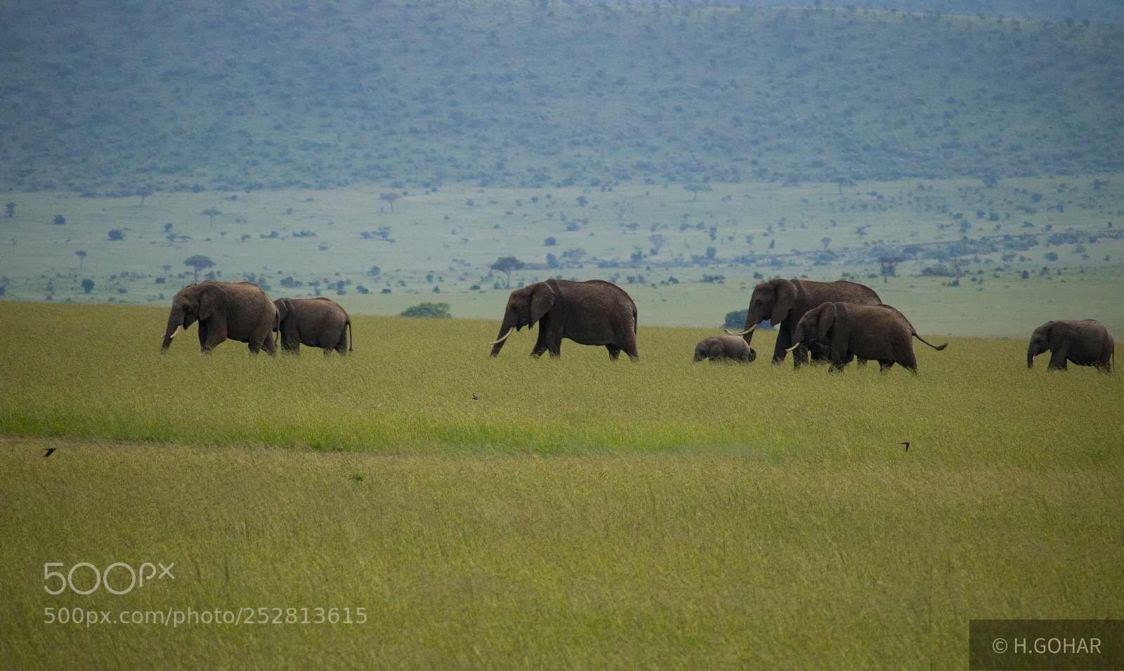 Canon EOS 1300D (EOS Rebel T6 / EOS Kiss X80) sample photo. Masai mara savannah photography