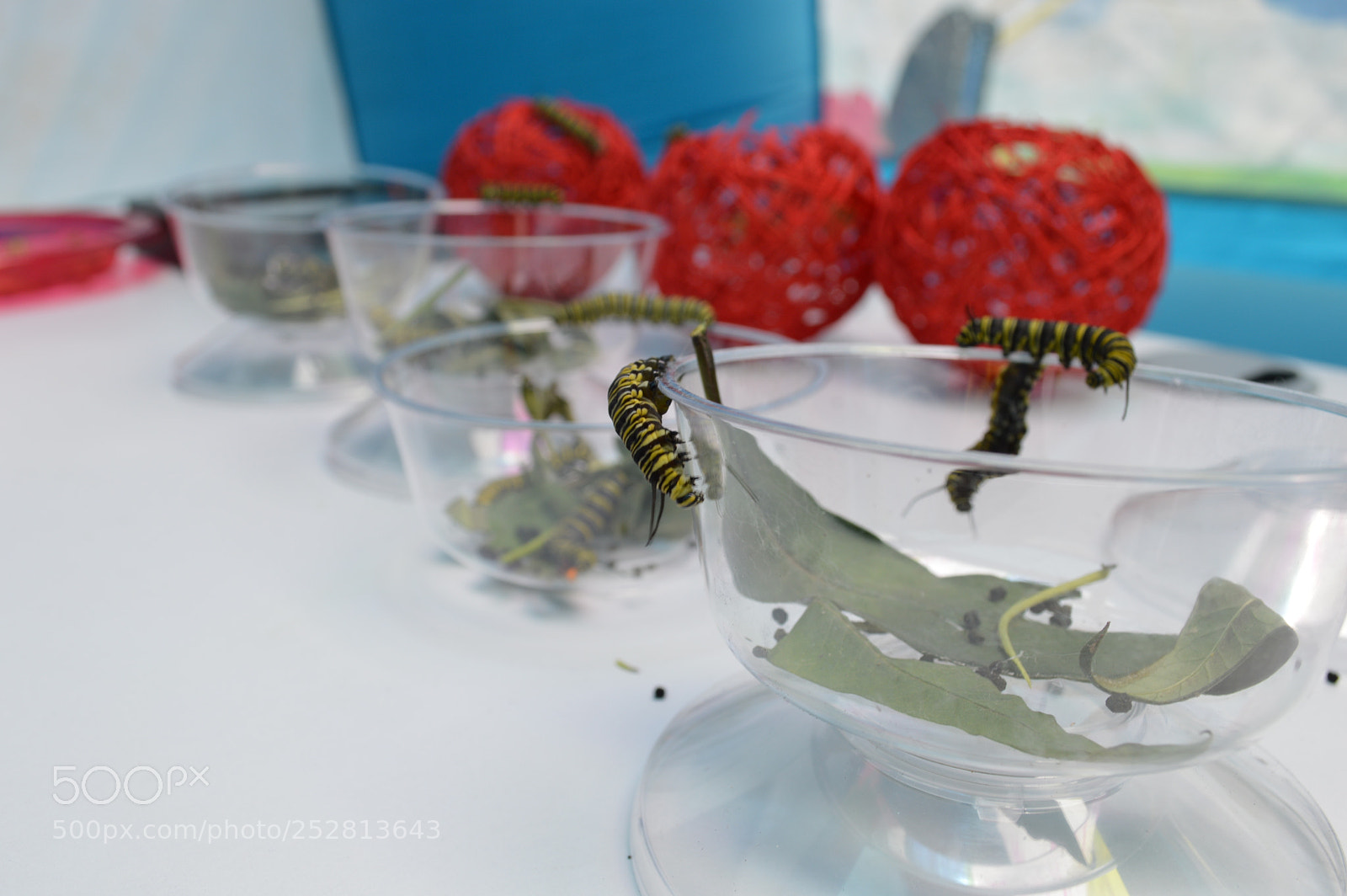 Nikon D3200 sample photo. Oruga photography