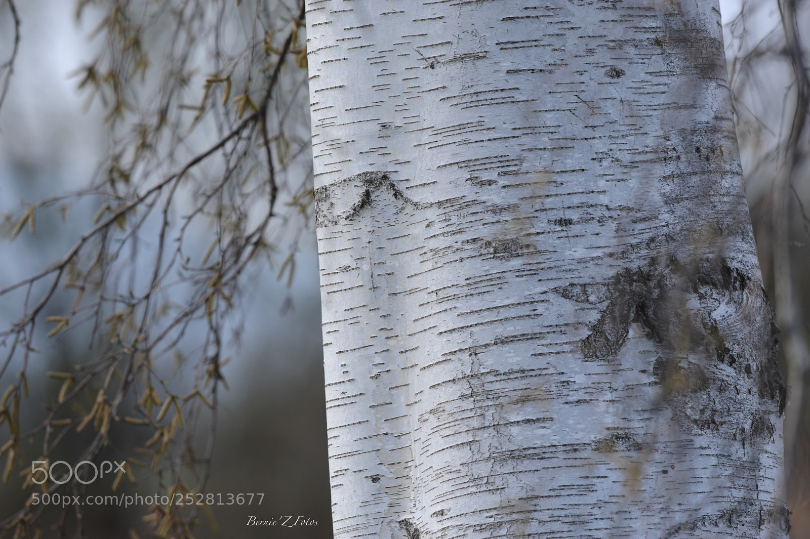 Nikon D3 sample photo. Beautiful birch photography