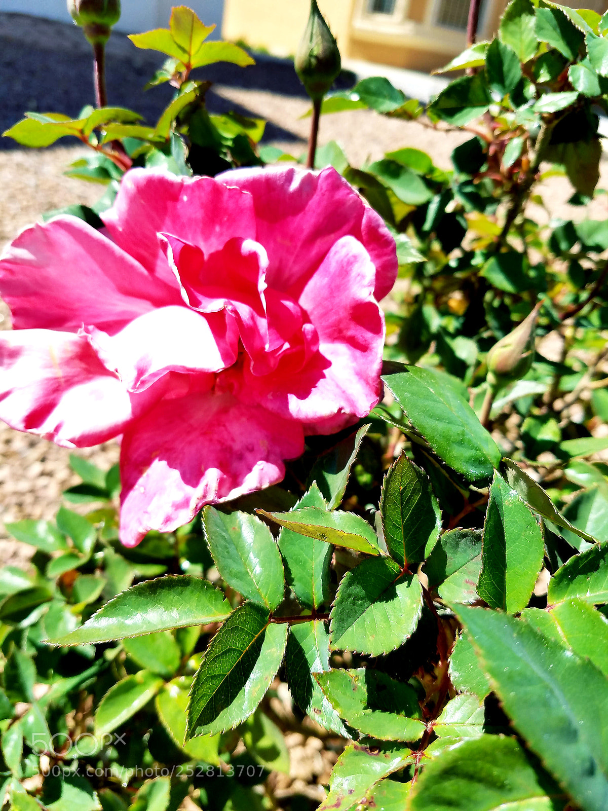 Samsung Galaxy S7 sample photo. ? photography