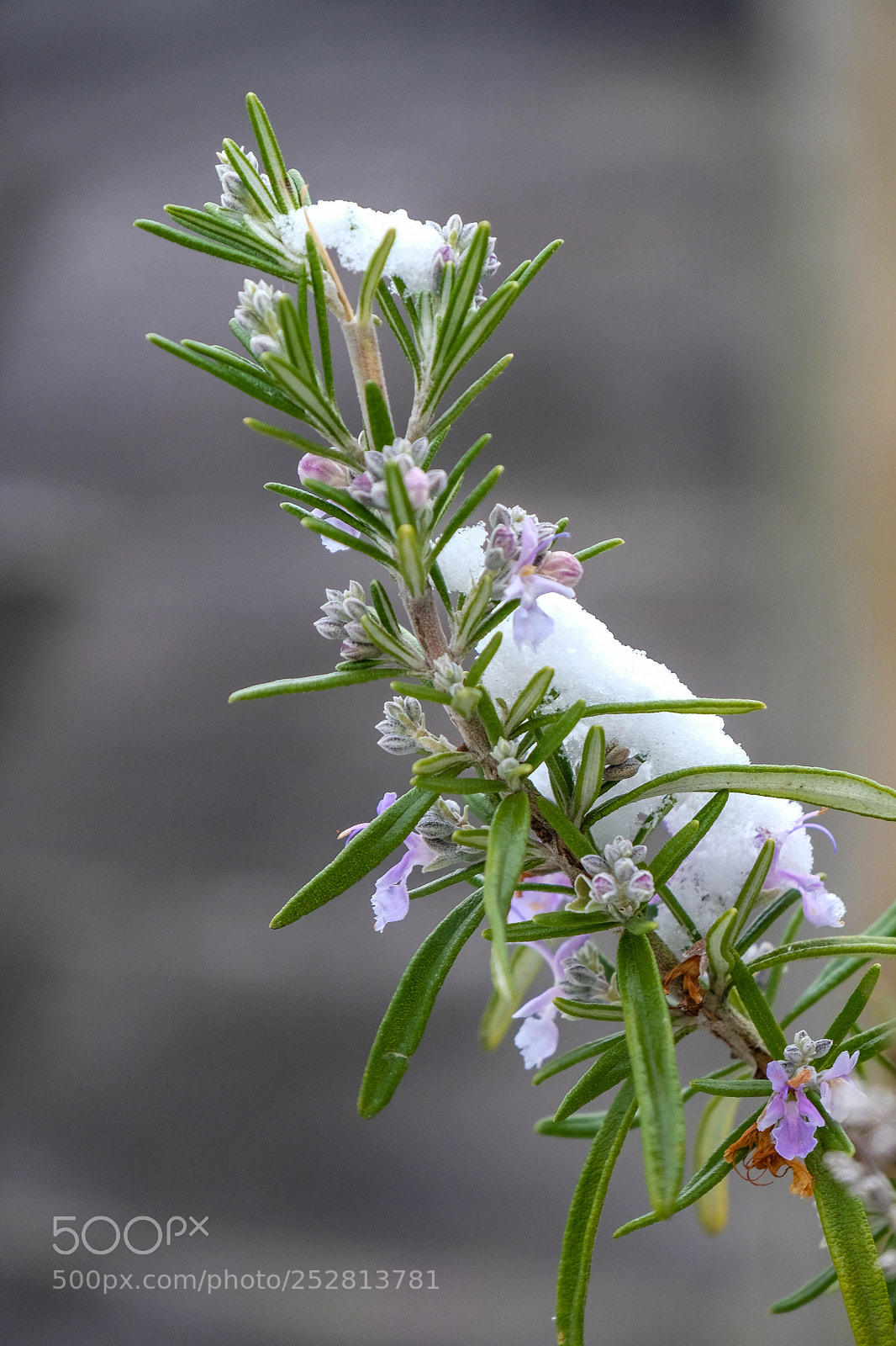 Fujifilm X-T2 sample photo. Snow flowers photography