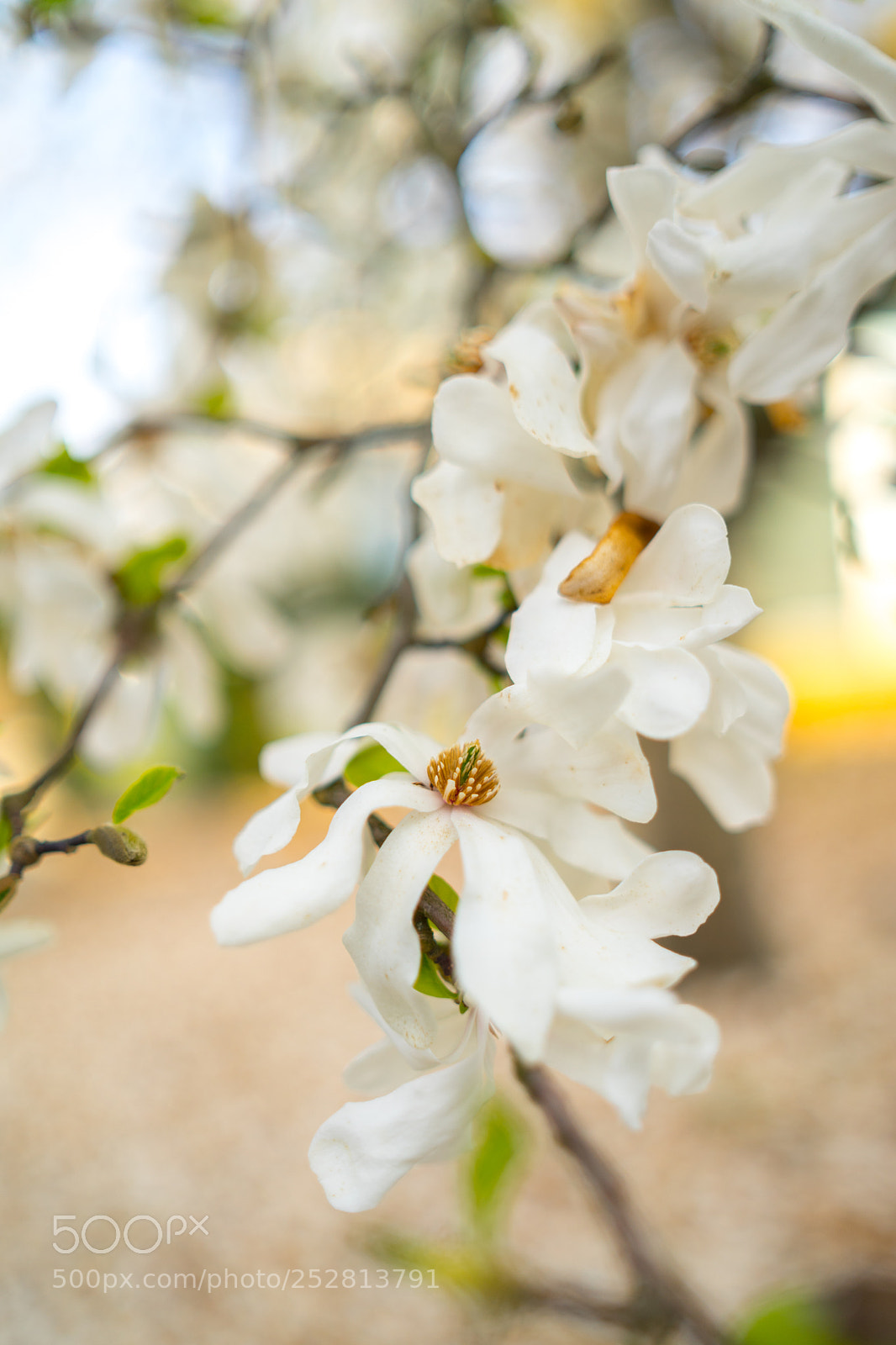 Sony a7 II sample photo. Flowers... spring is here photography