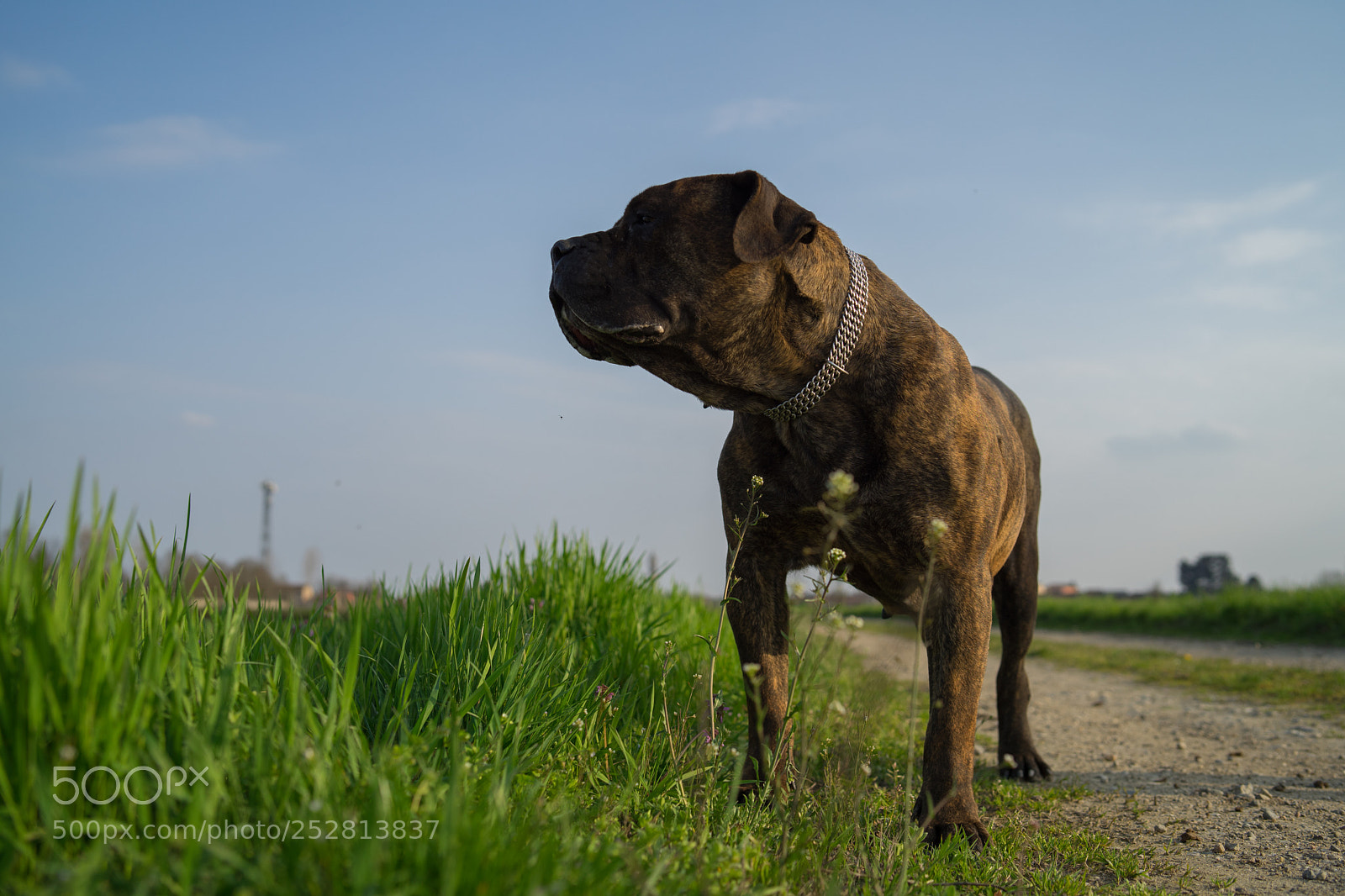 Sony a7 II sample photo. My queen photography