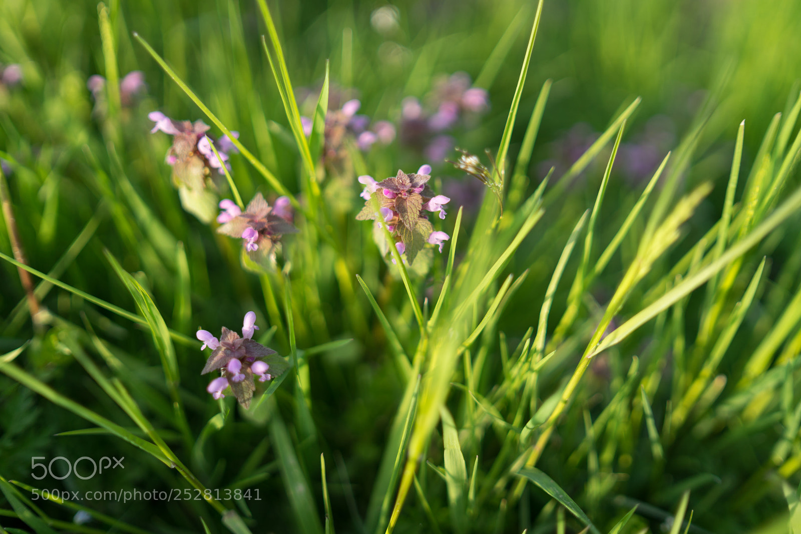 Sony a7 II sample photo. Flowers & grass photography