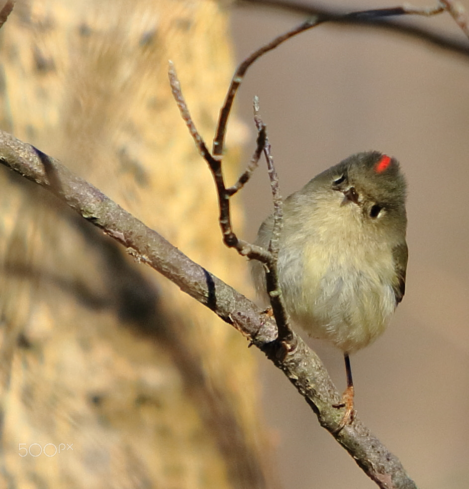 Canon EOS 80D + Canon EF 70-200mm F4L IS USM sample photo. April red stripe photography