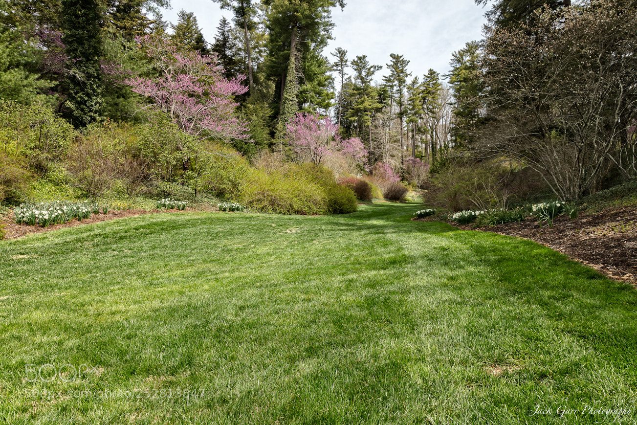 Canon EOS 5DS sample photo. Dogwoods starting to bloom photography