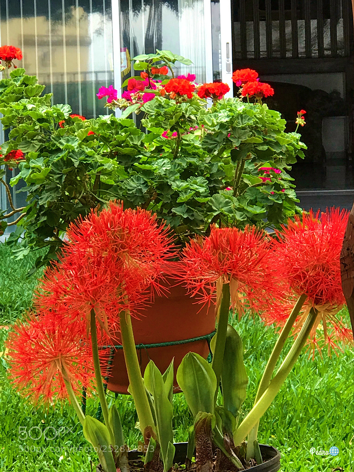 Apple iPhone 7 Plus sample photo. Flowers  photography