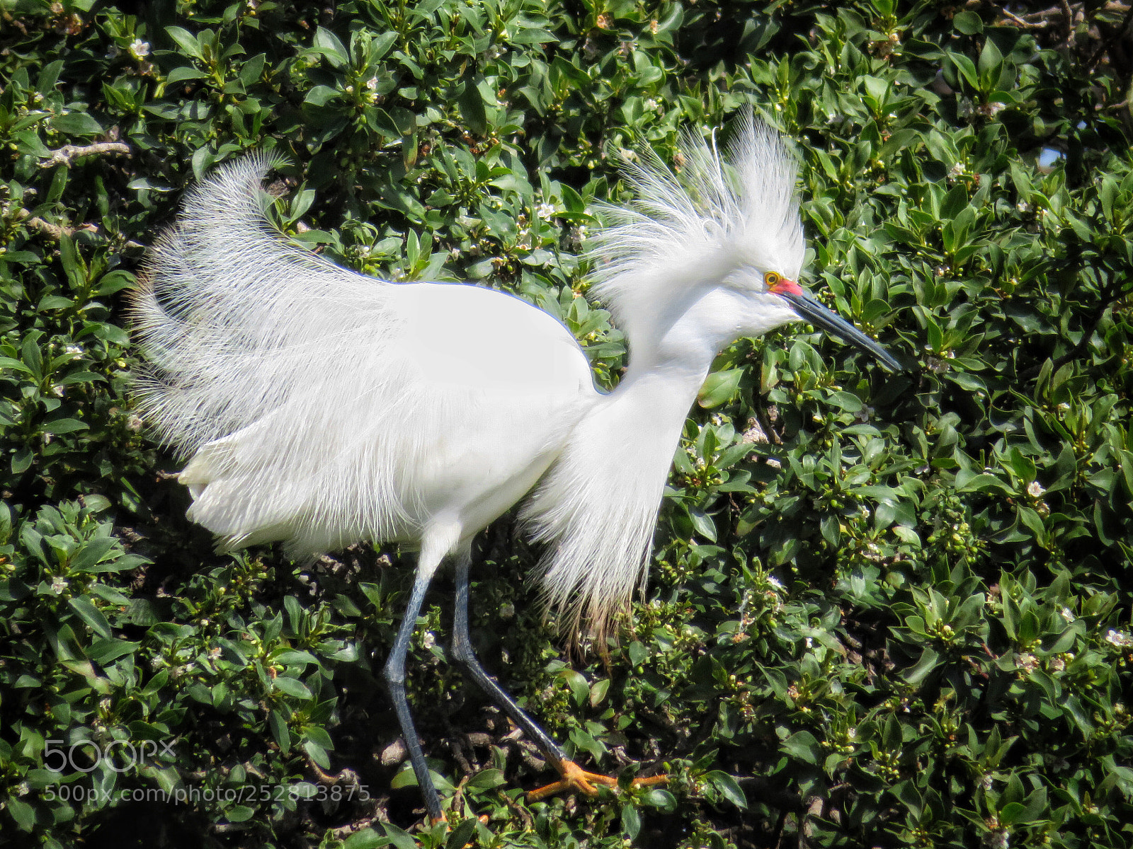 Canon PowerShot SX720 HS sample photo. In his finery photography