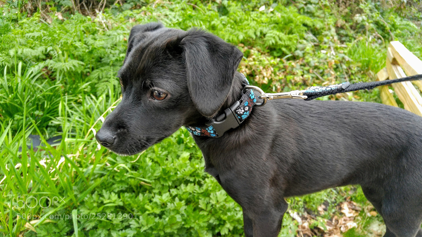 LG G4 sample photo. Cynder posing on a photography