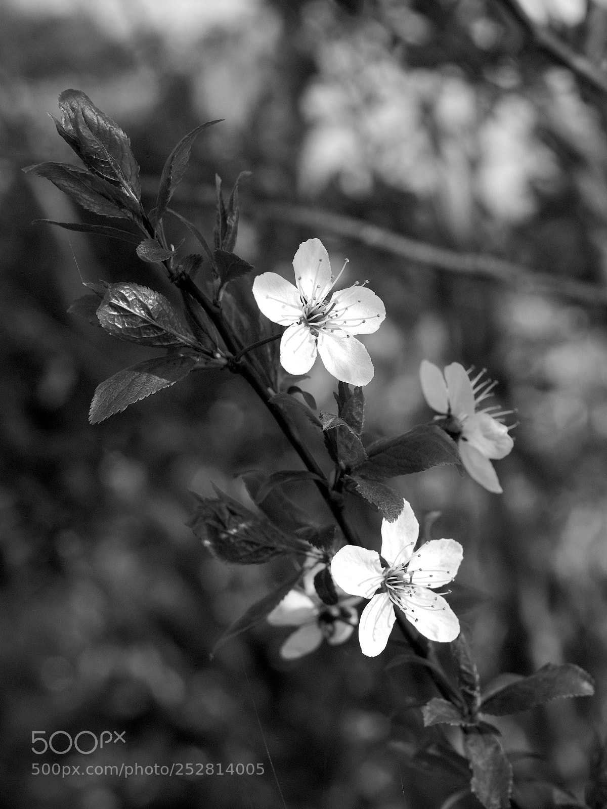 Fujifilm X-T2 sample photo. Spring, finally photography
