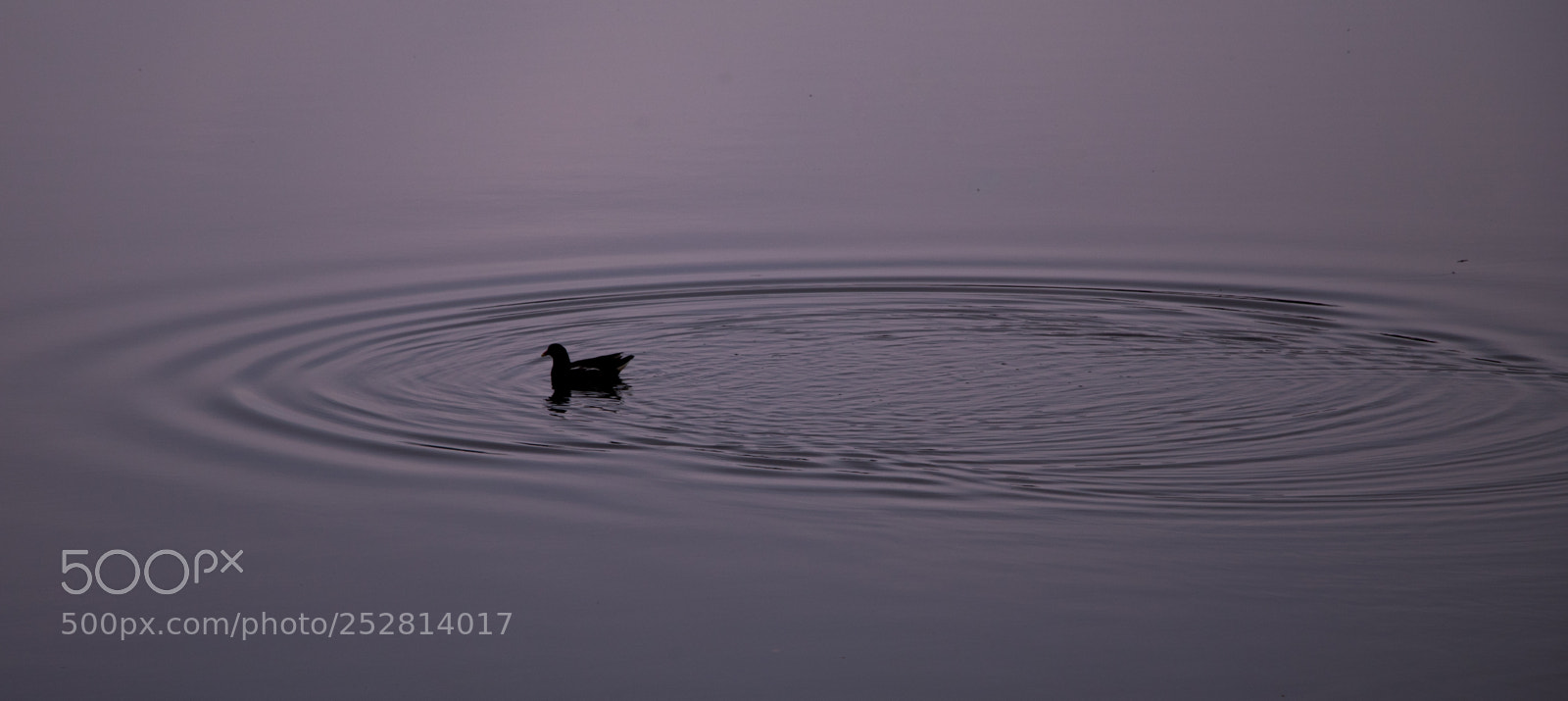 Canon EOS 80D sample photo. Do not disturb my photography