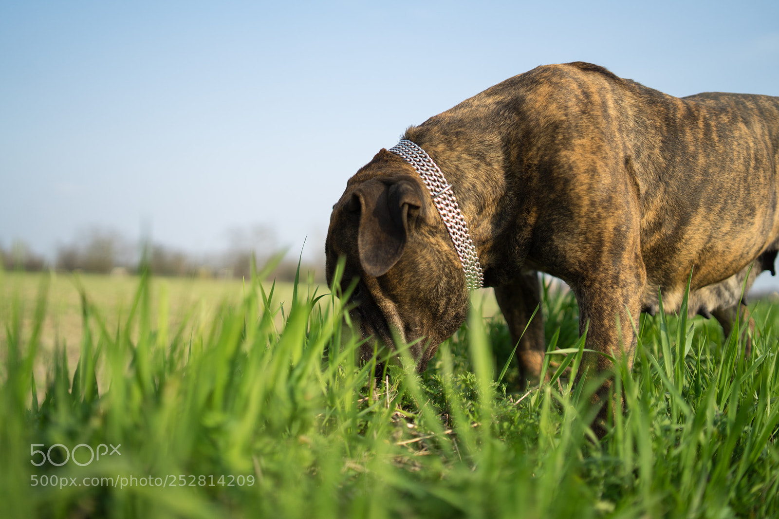 Sony a7 II sample photo. Eating grass photography