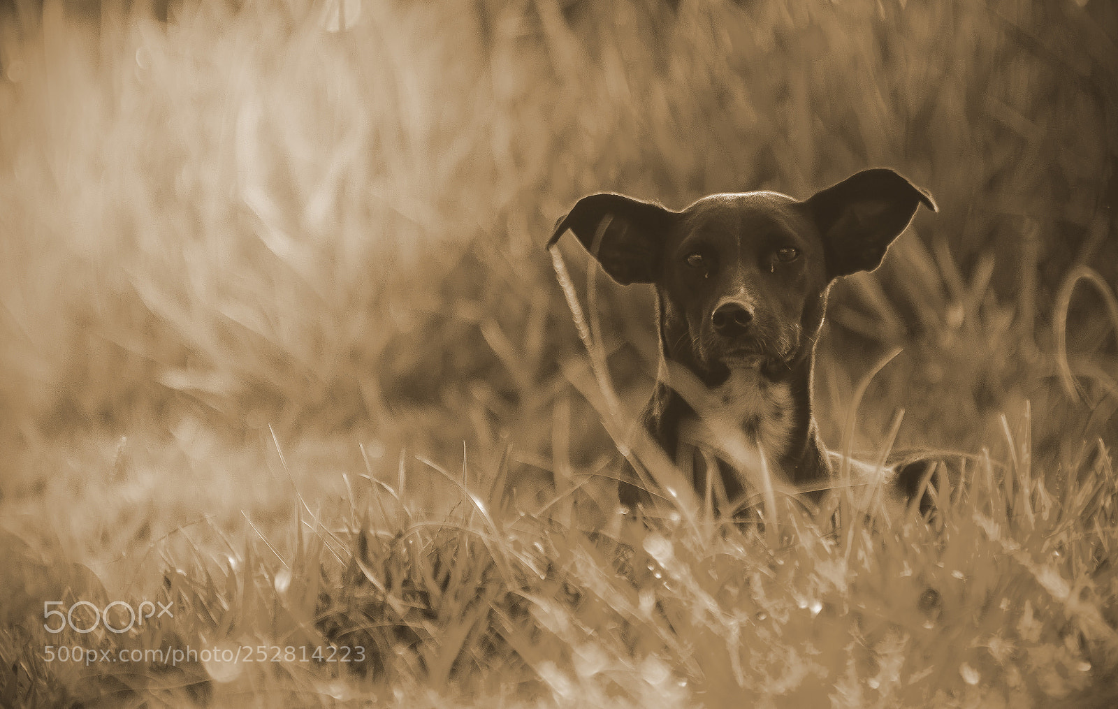 Nikon D7200 sample photo. Golden dog. photography