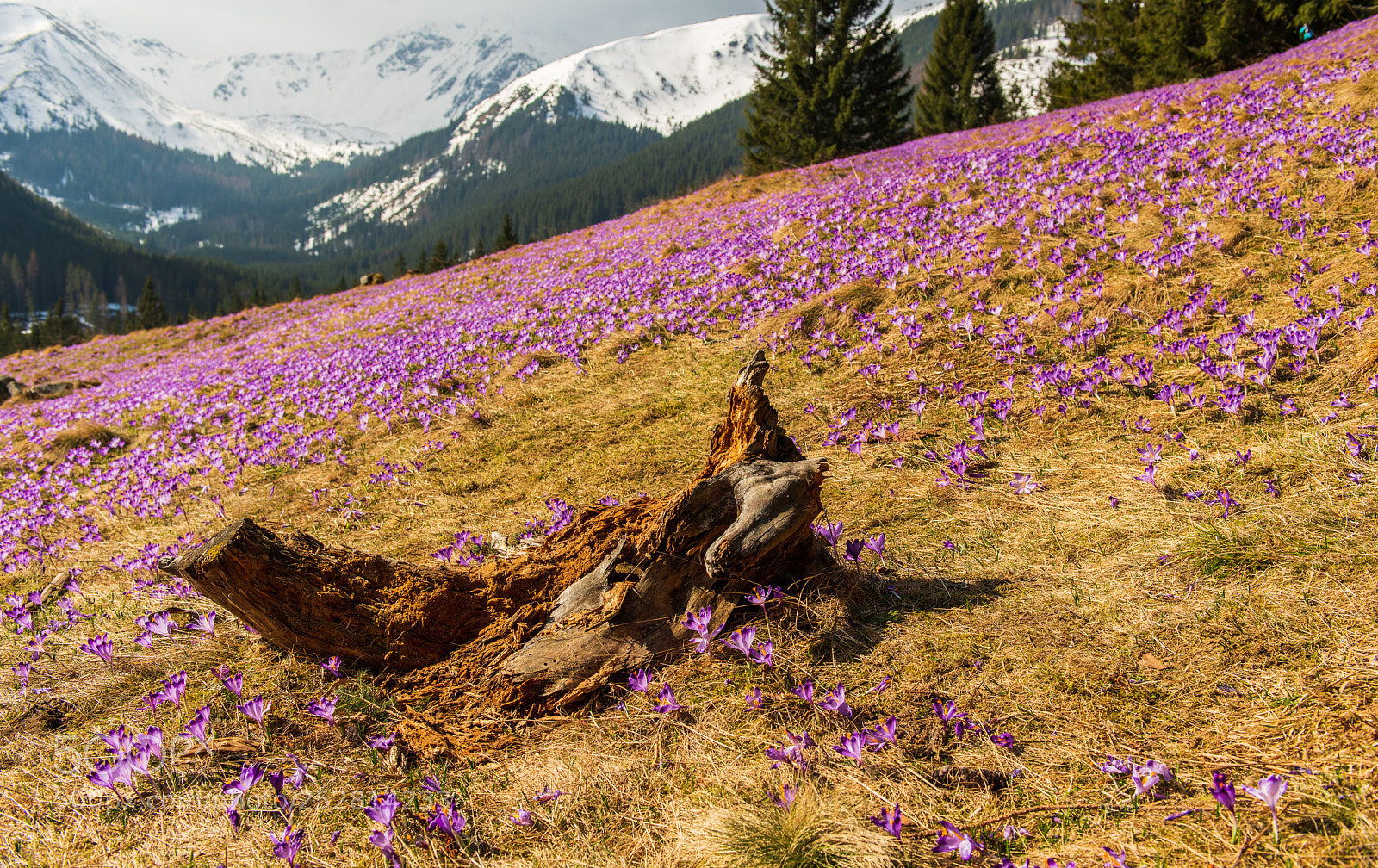 Nikon D850 sample photo. Crocus blossom photography