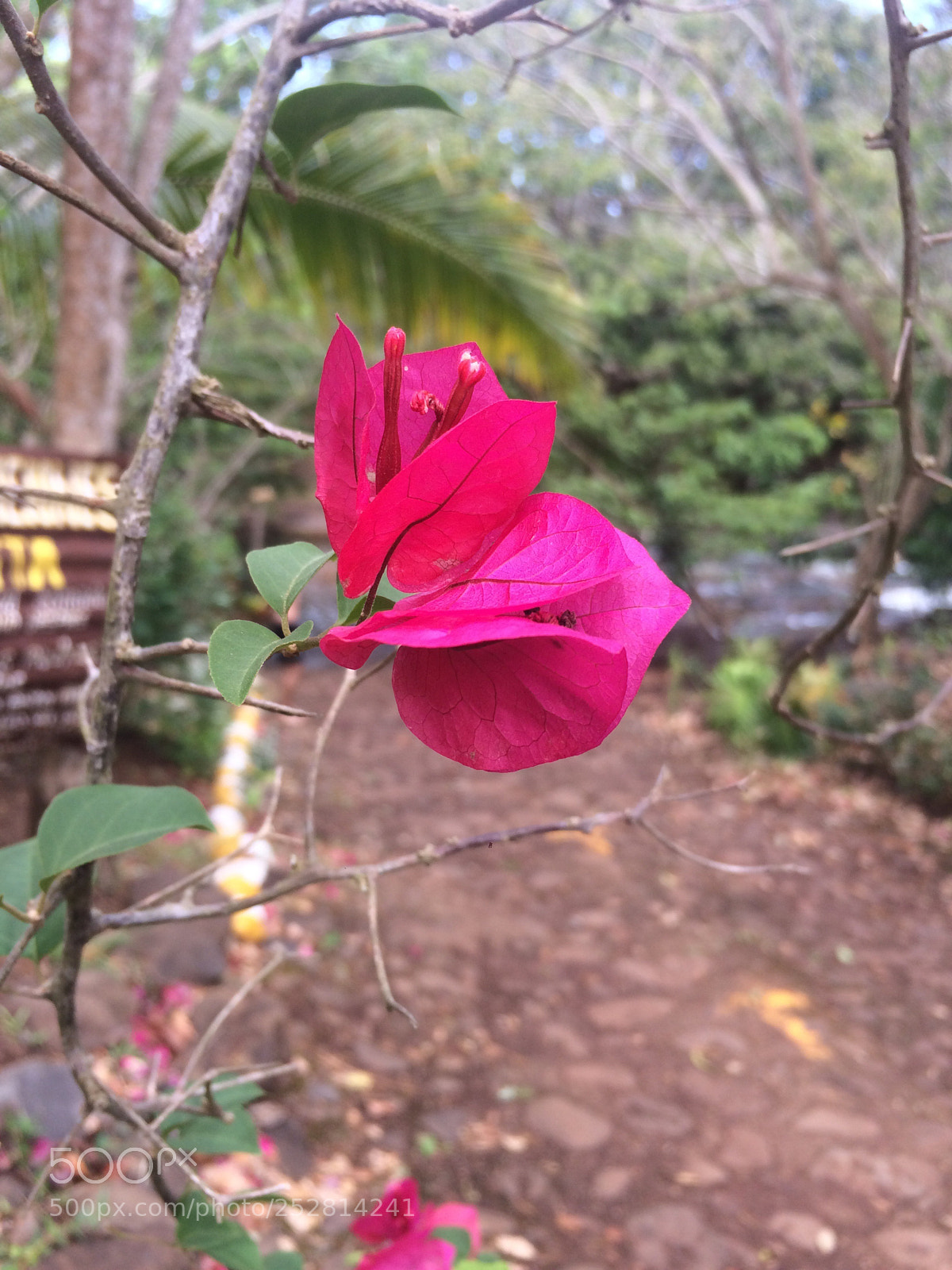 Apple iPhone 5s sample photo. Untitled photography