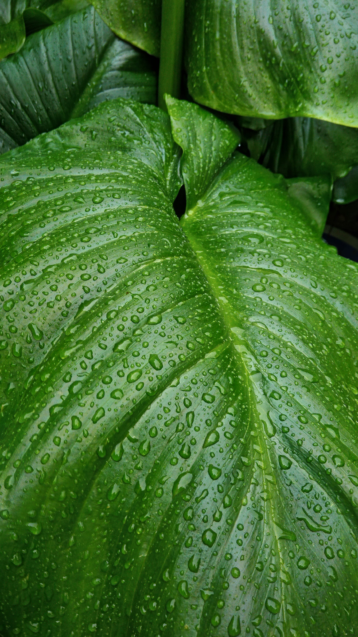 ASUS ZenFone 3 Max (ZC553KL) sample photo