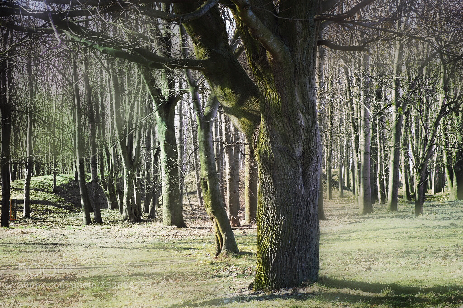 Olympus OM-D E-M10 II sample photo. No leave forest photography