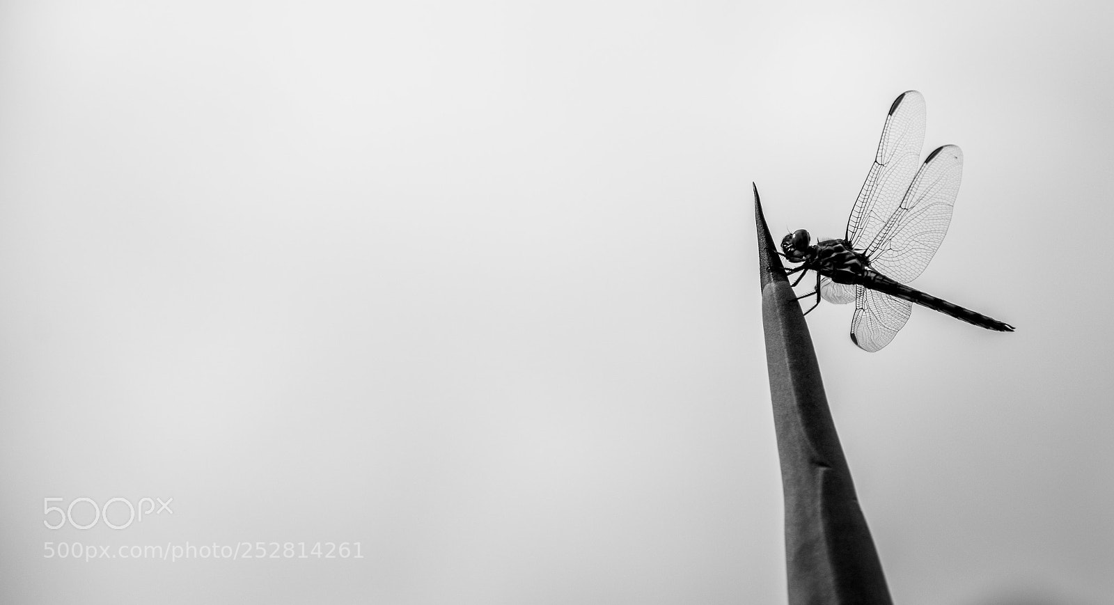 Nikon D5300 sample photo. Minimal dragonfly photography