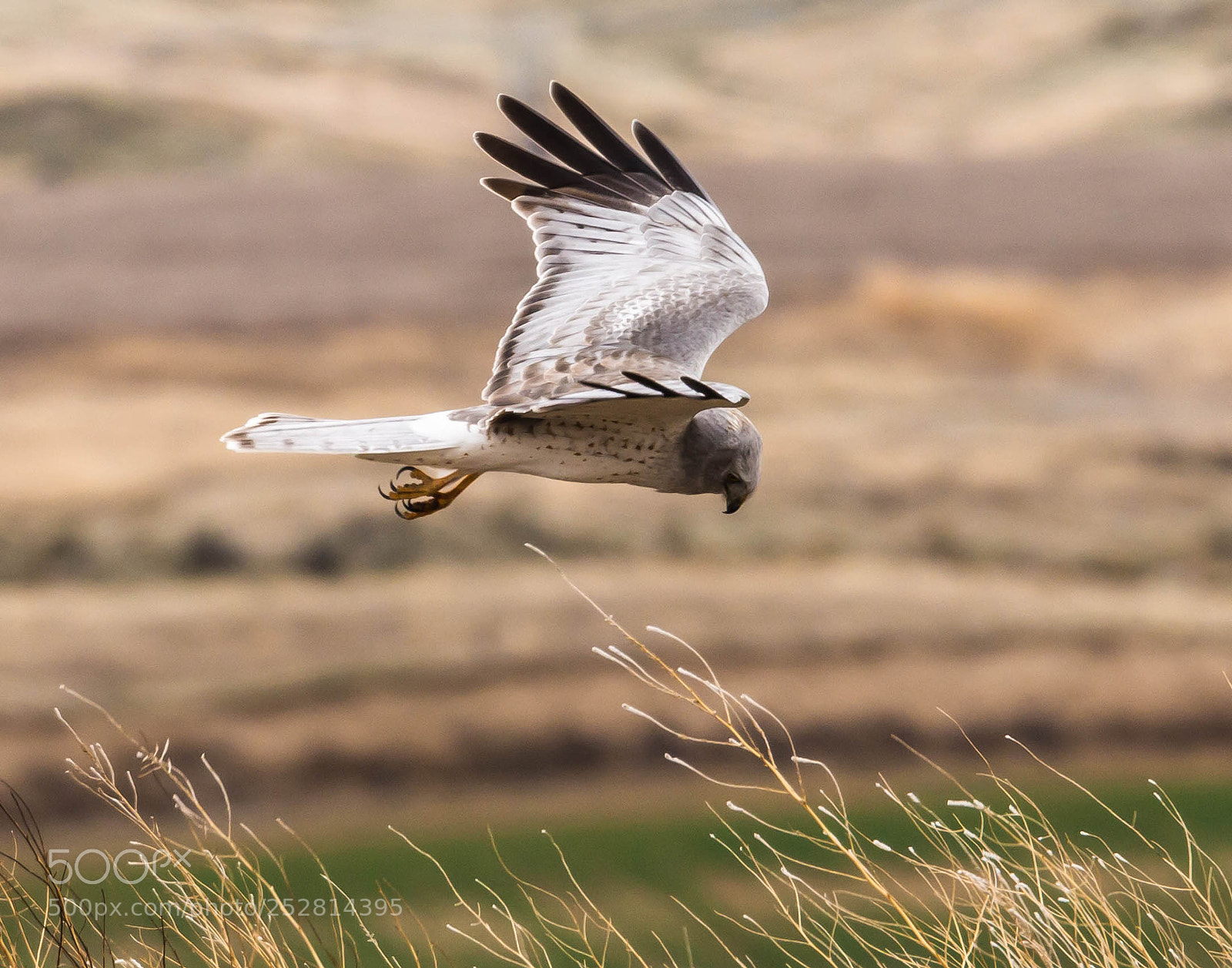 Canon EOS 600D (Rebel EOS T3i / EOS Kiss X5) sample photo. Male northern harrier hawk photography