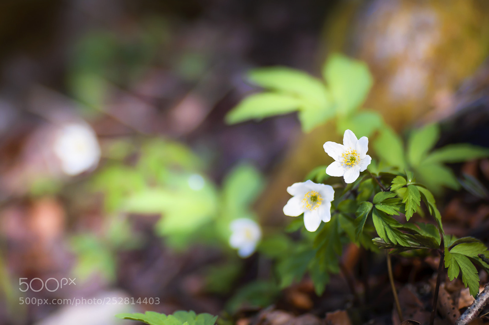 Nikon D2X sample photo. Spring storyline photography