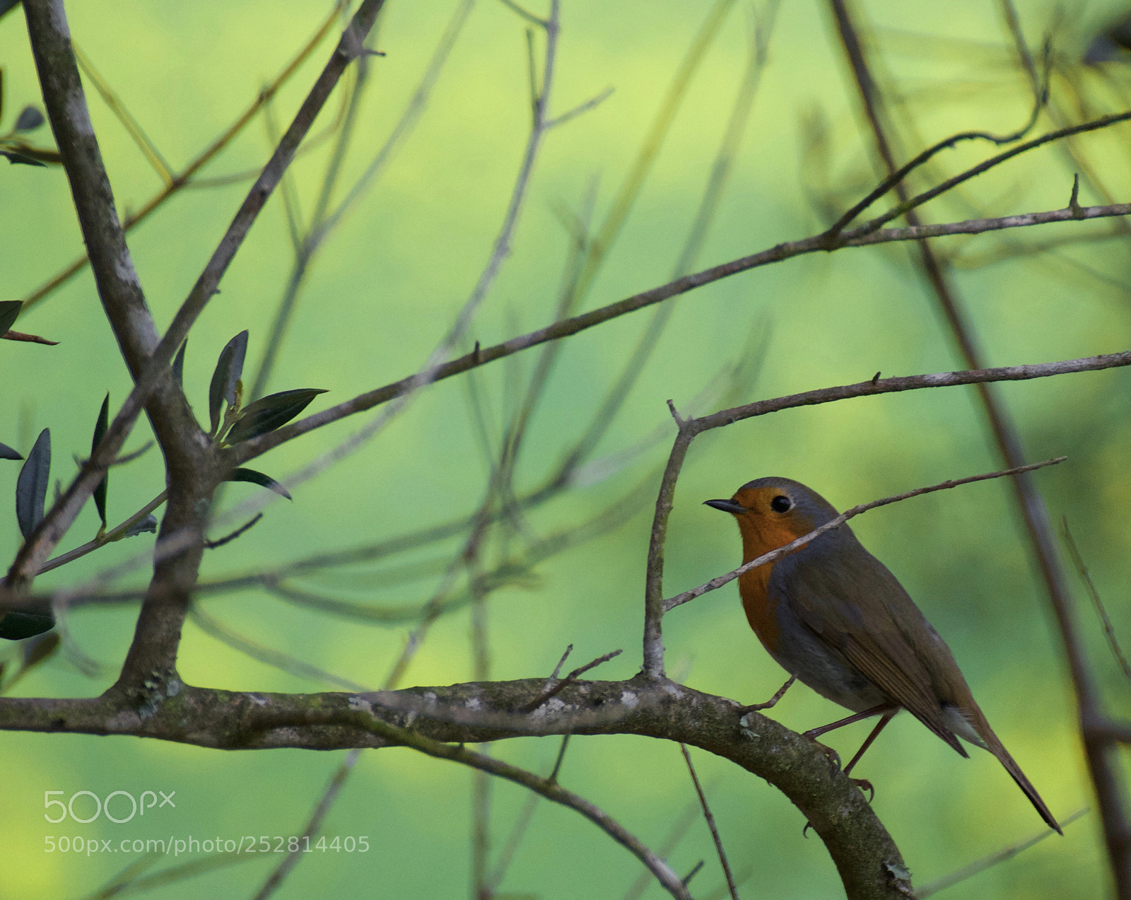 Sony a7R sample photo. The robins photography
