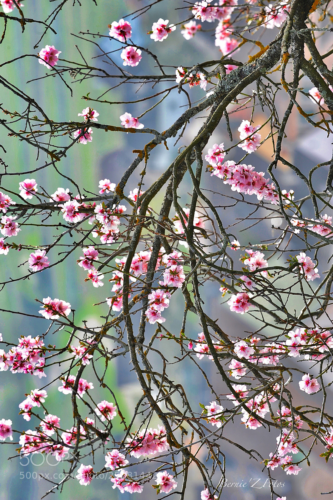 Nikon D3 sample photo. Almond tree in bloom photography