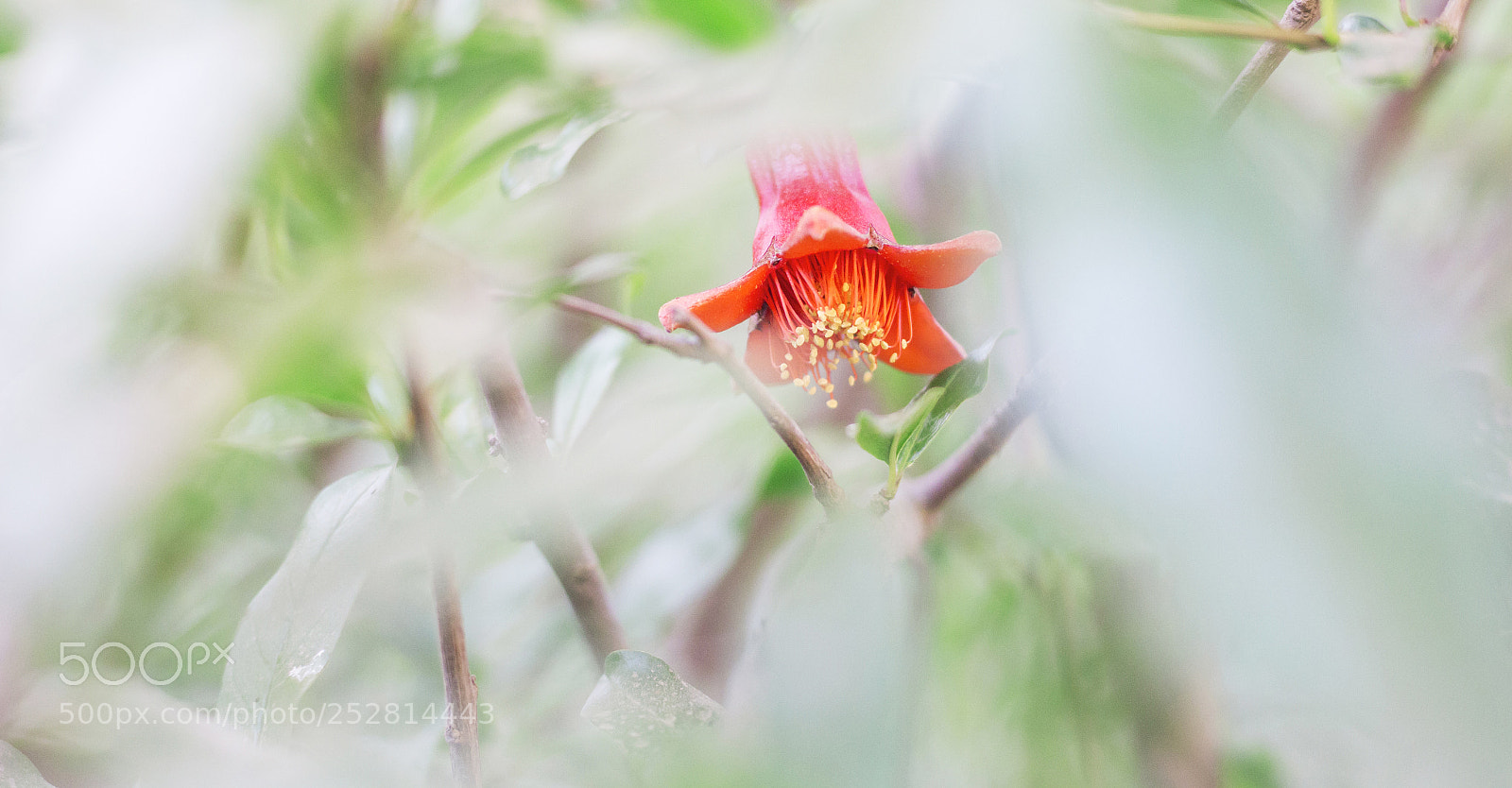 Canon EOS 700D (EOS Rebel T5i / EOS Kiss X7i) sample photo. Early pomegranate bokeh photography