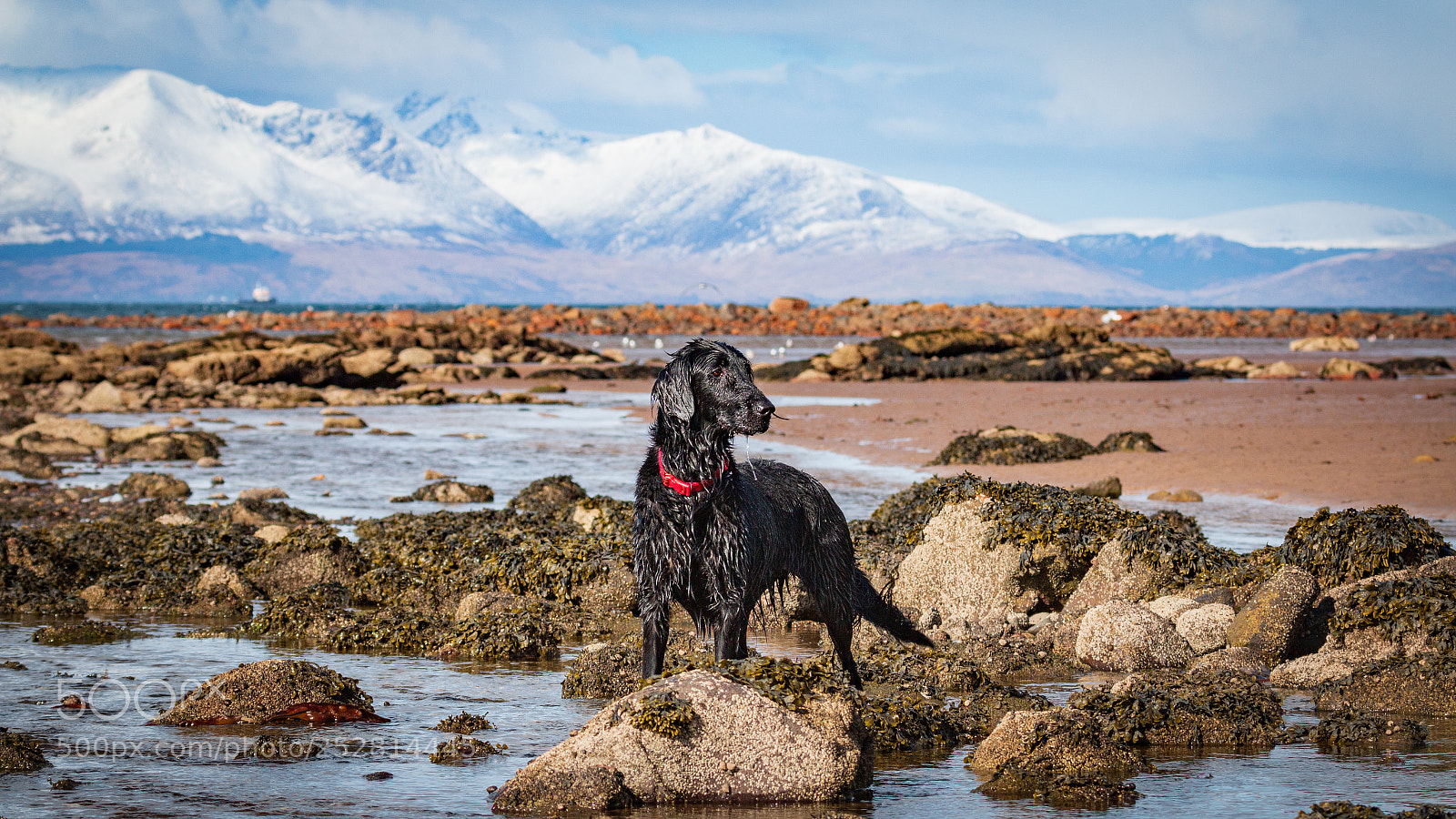Canon EOS 70D sample photo. Fia with arran in photography