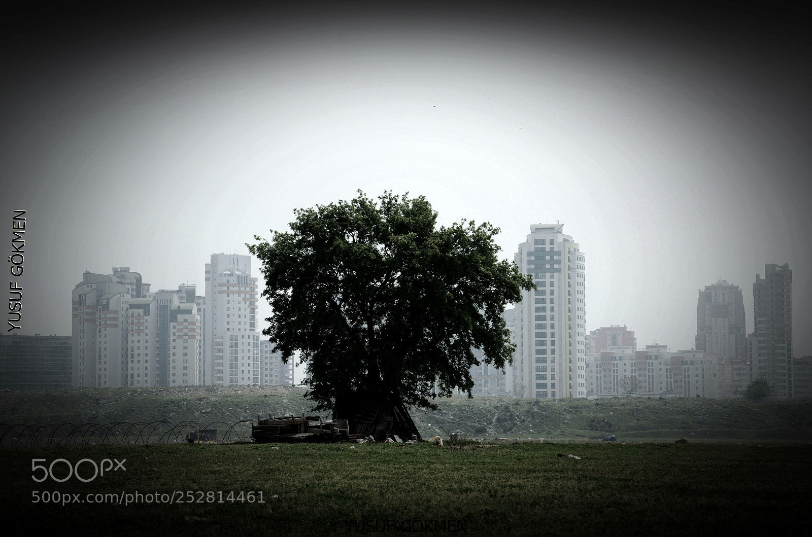 Nikon D7000 sample photo. Tree and oneliness photography