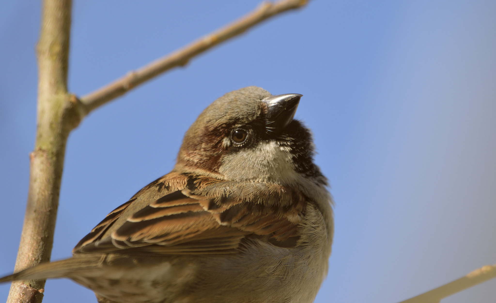 Nikon D3300 + Sigma 150-600mm F5-6.3 DG OS HSM | C sample photo. Bird photography