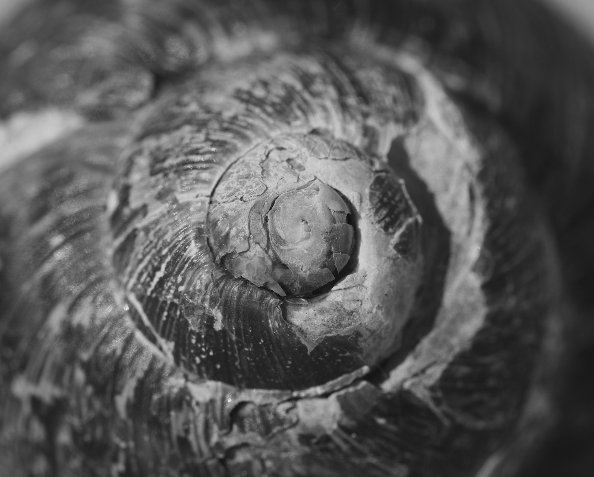 Sigma 105mm F2.8 EX DG OS HSM sample photo. Snail shell photography