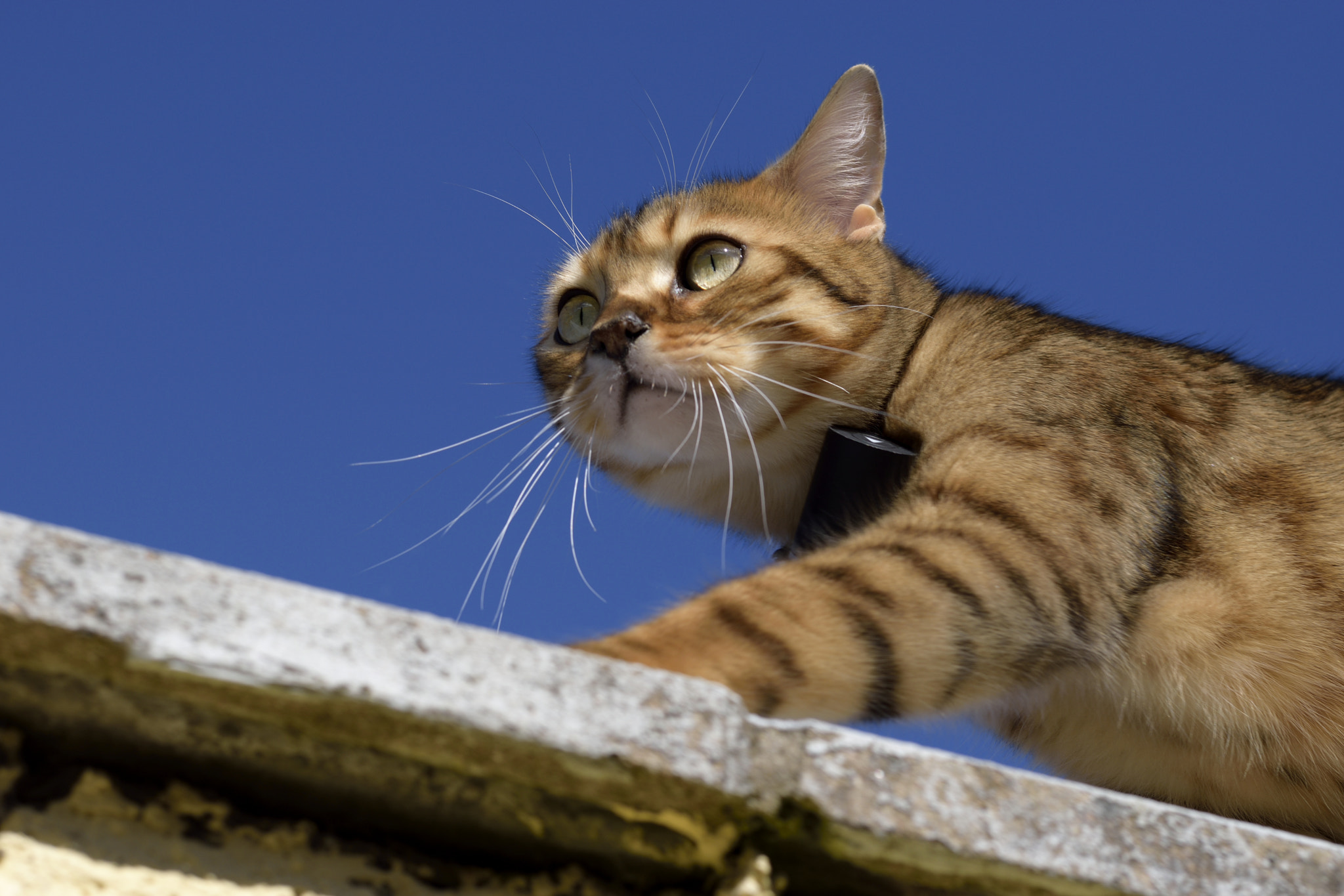 Nikon AF-S Nikkor 50mm F1.8G sample photo. Jasper photography