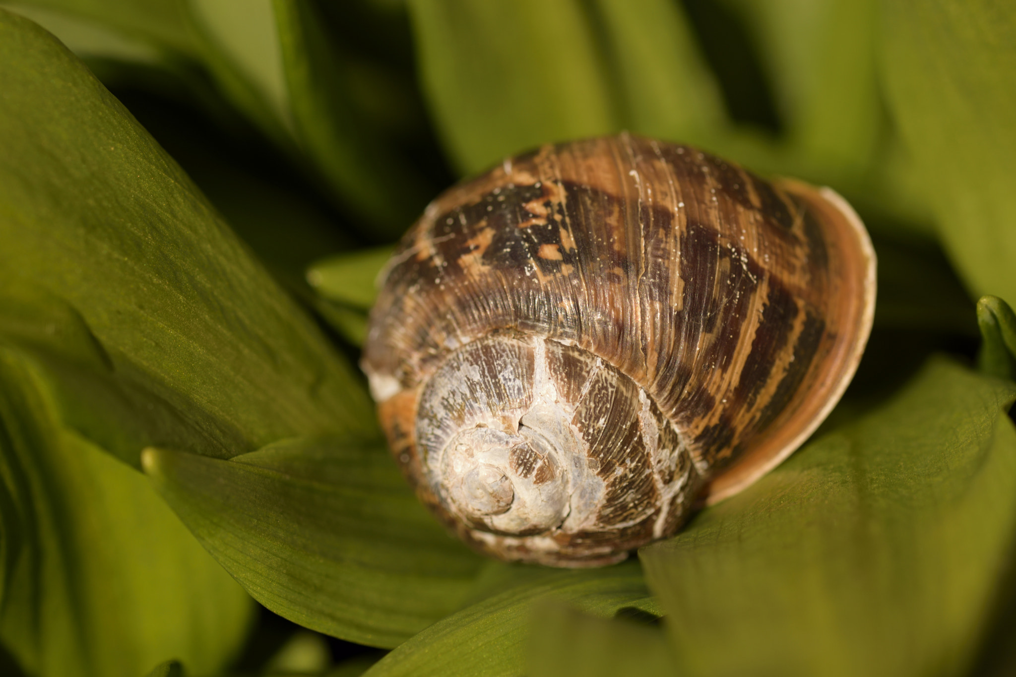 Sigma 105mm F2.8 EX DG OS HSM sample photo. Snail shell grass photography