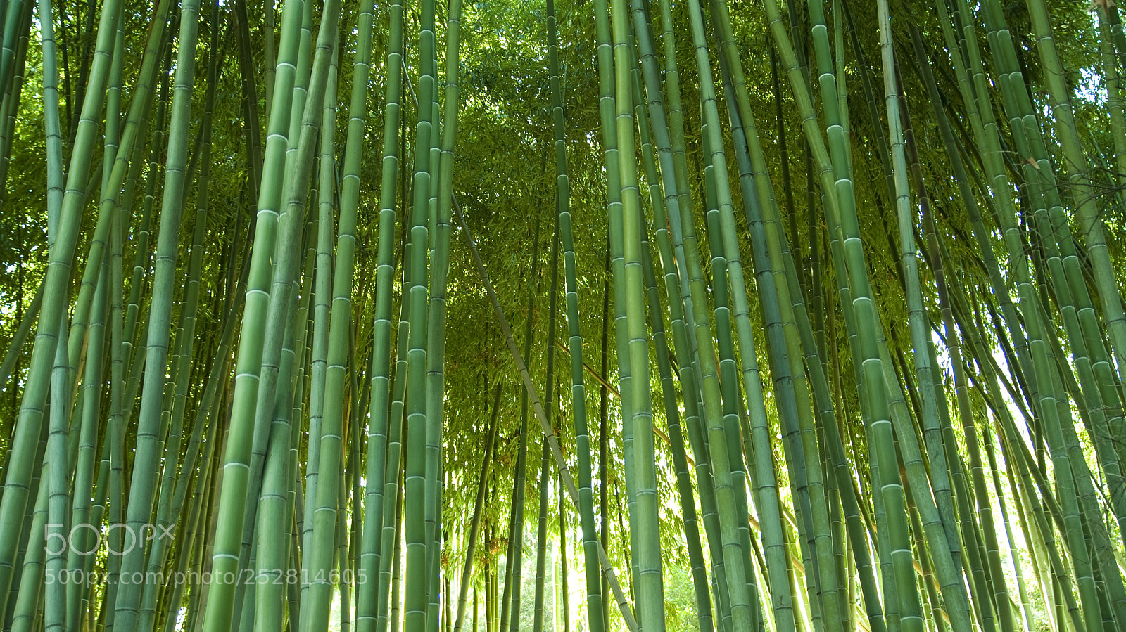 Sony Alpha DSLR-A230 sample photo. Bamboo forest photography