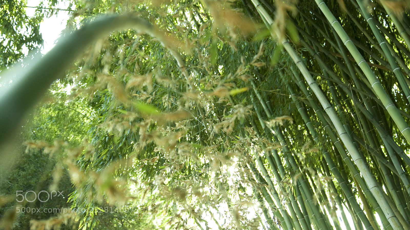 Sony Alpha DSLR-A230 sample photo. Bamboo photography