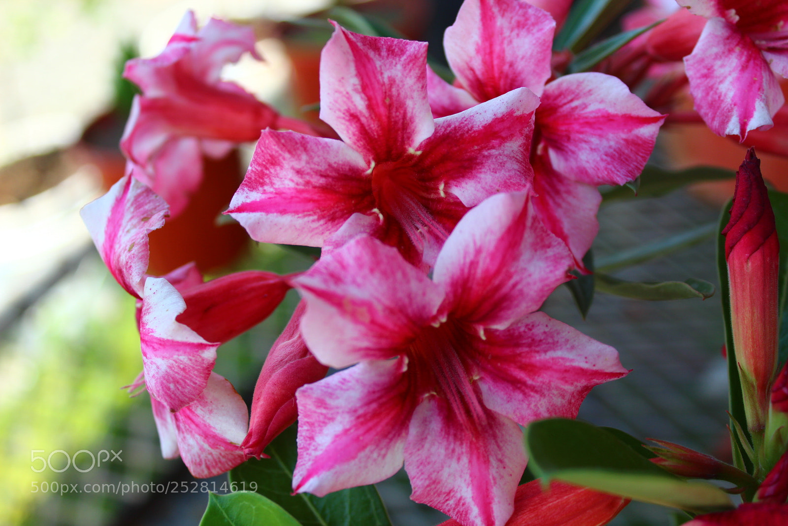 Canon EOS 1300D (EOS Rebel T6 / EOS Kiss X80) sample photo. Flowers photography