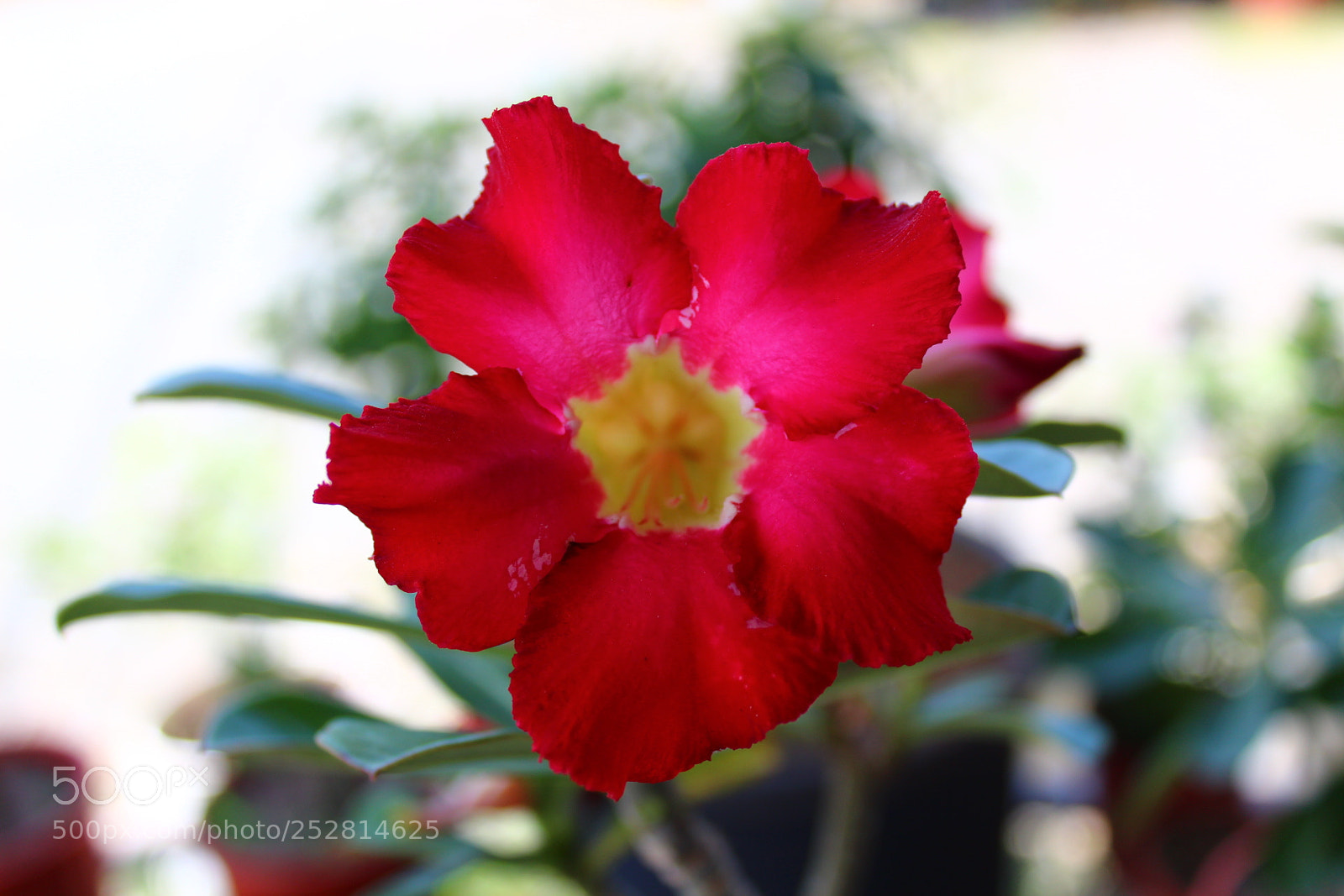 Canon EOS 1300D (EOS Rebel T6 / EOS Kiss X80) sample photo. Flowers photography