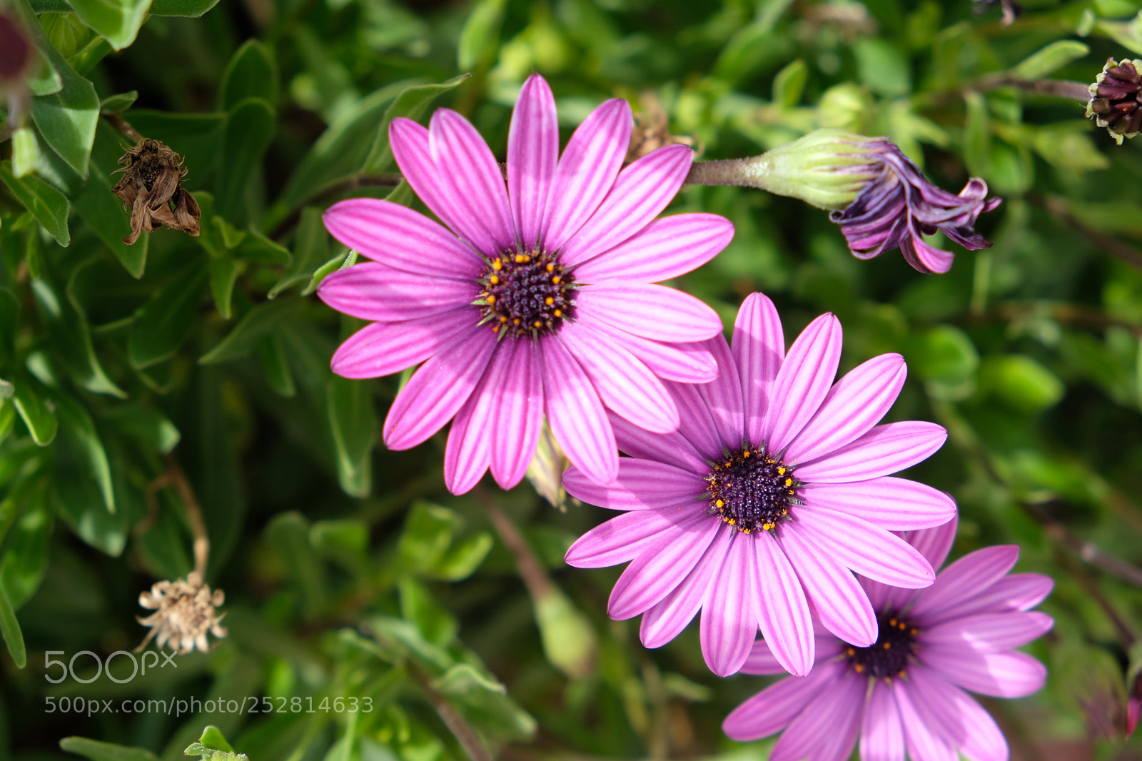 Fujifilm X-T2 sample photo. Flower buddies photography