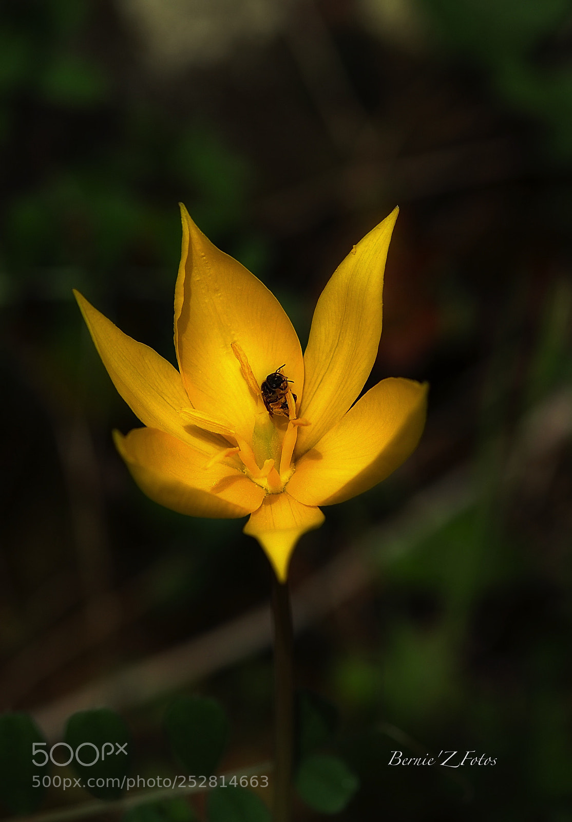 Nikon D3 sample photo. Yellow photography