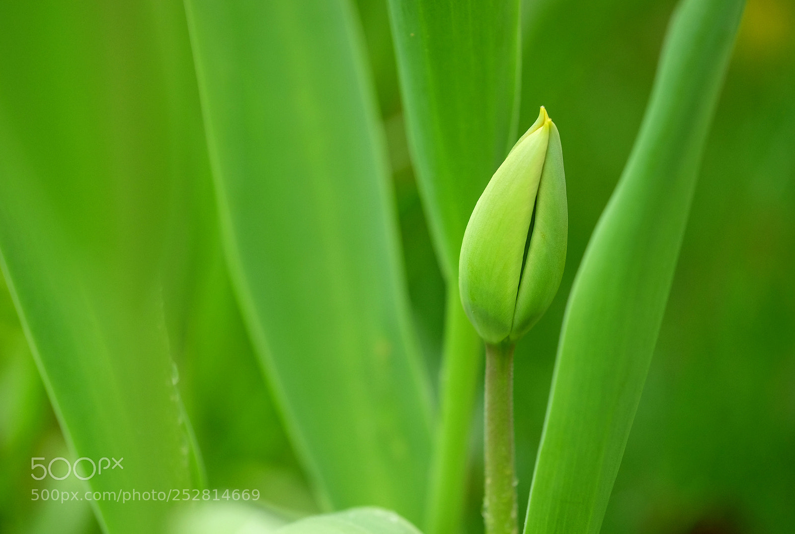 Fujifilm X-T1 sample photo. Tulip bud - calder photography