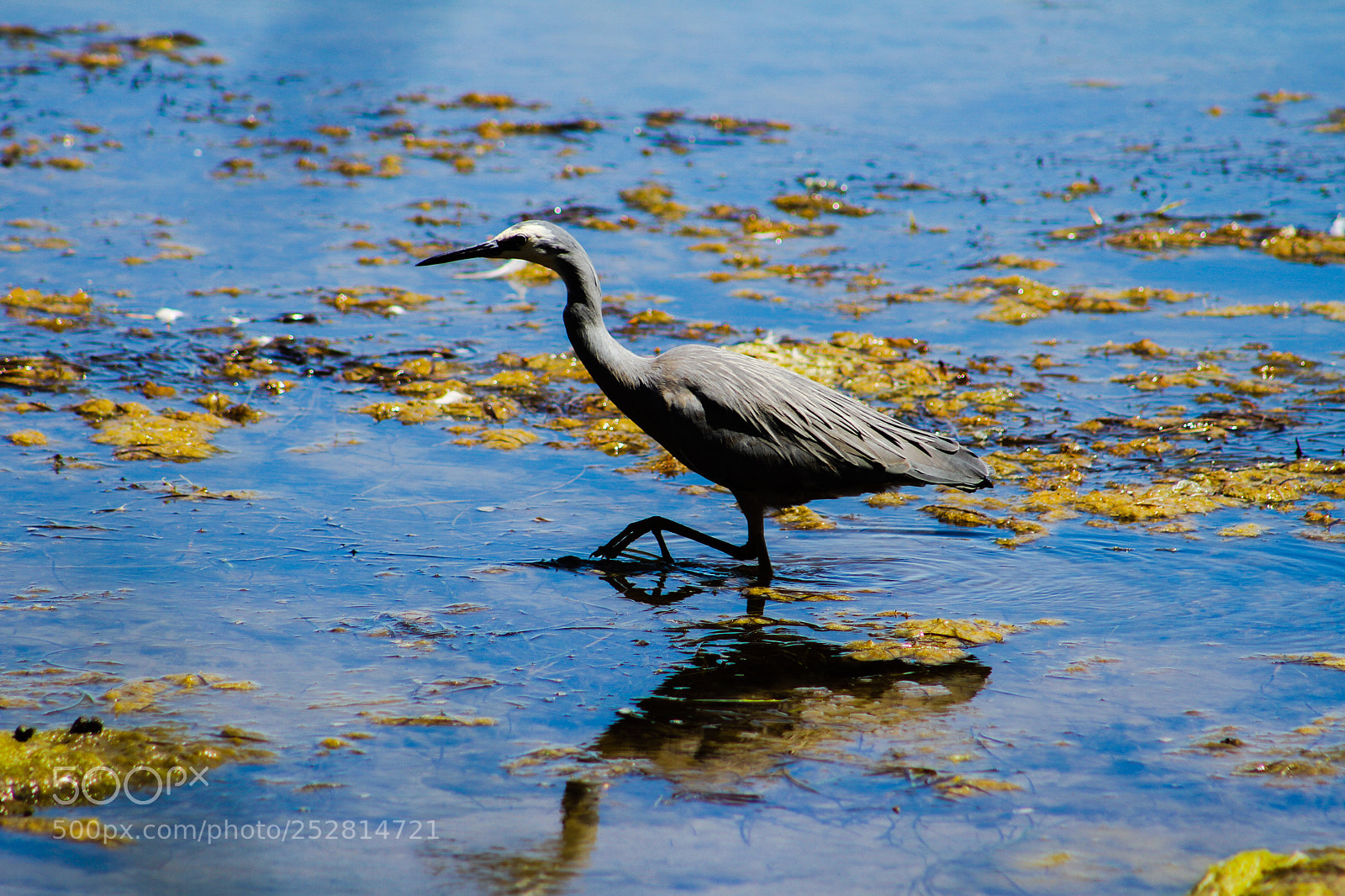 Canon EOS 7D sample photo. Water bird photography