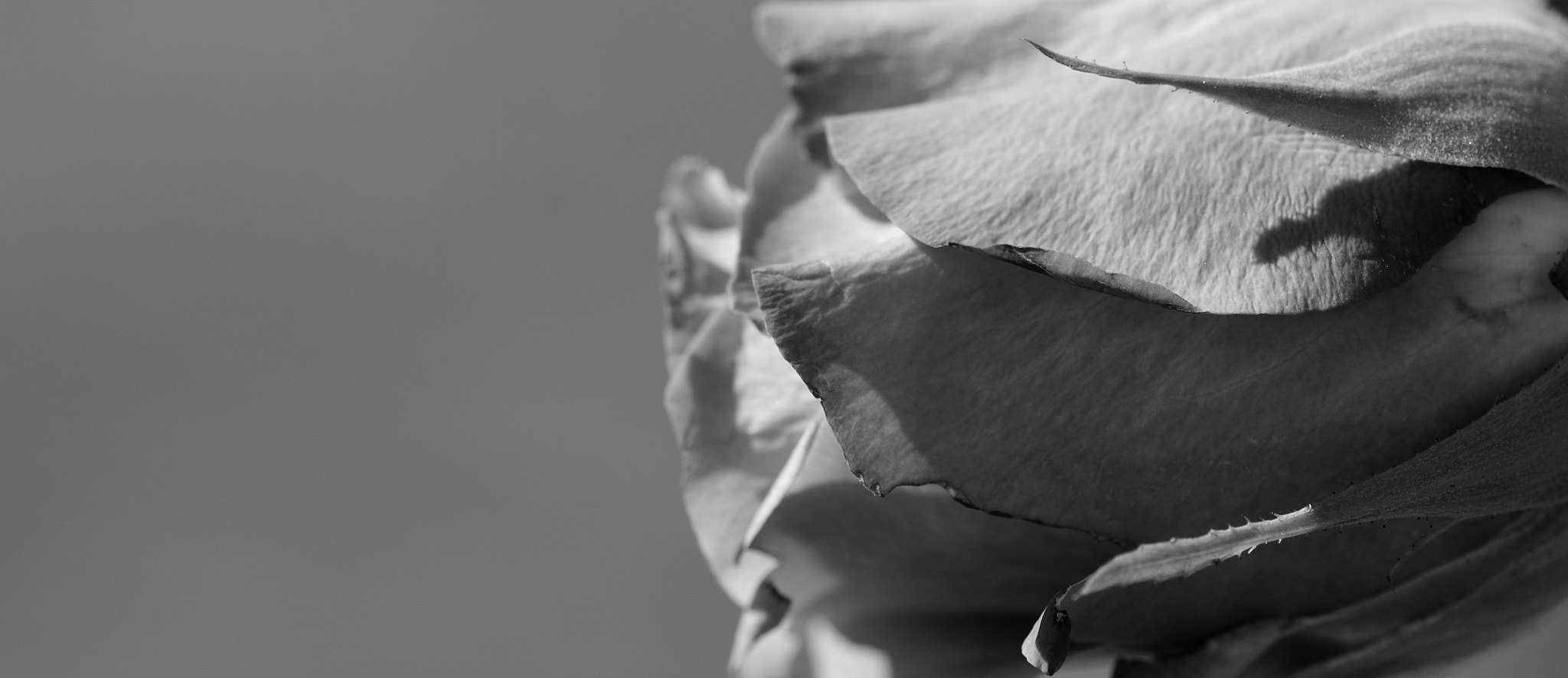 Sigma 105mm F2.8 EX DG OS HSM sample photo. Flower photography