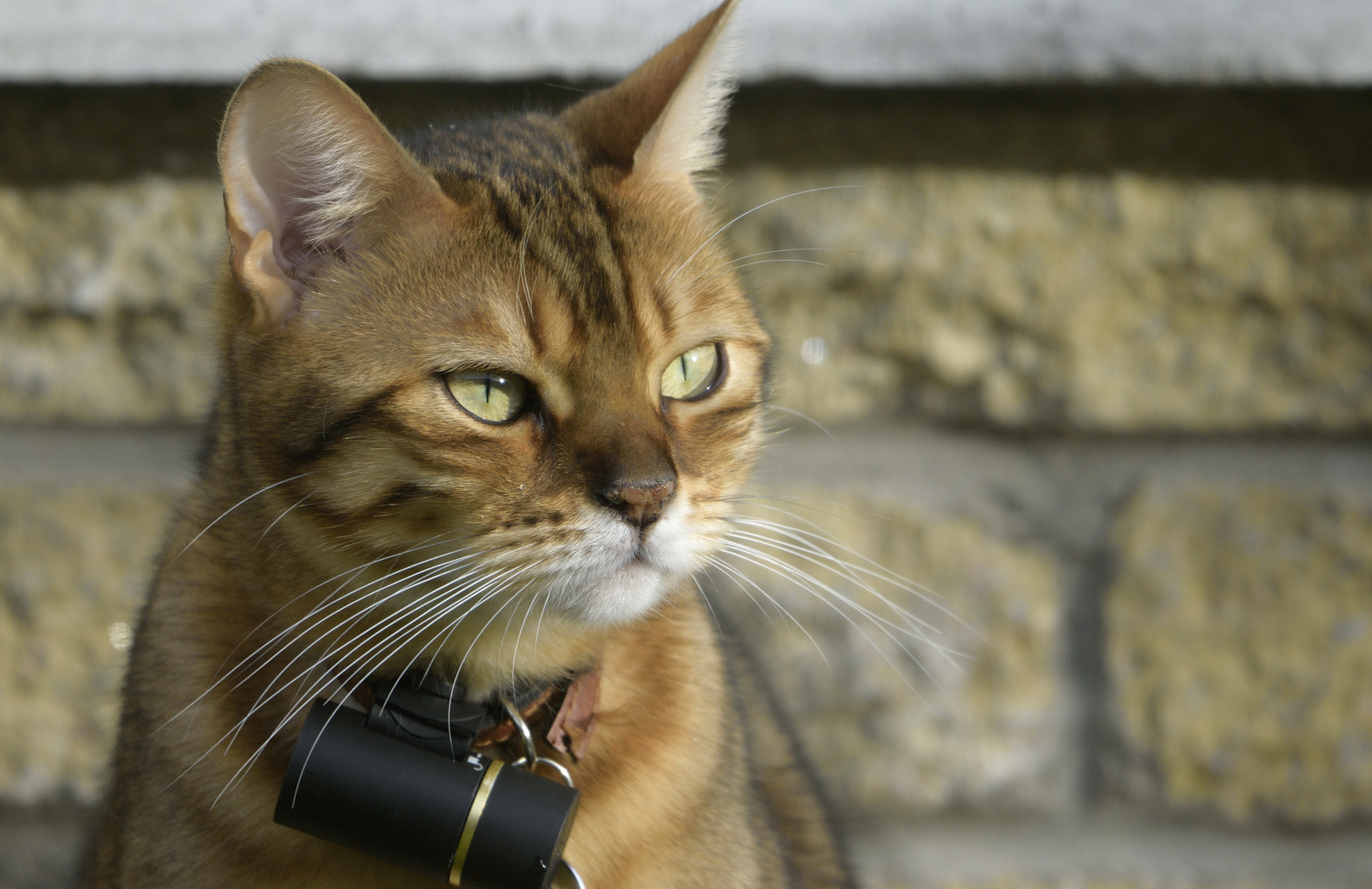Sigma 150-600mm F5-6.3 DG OS HSM | C sample photo. Jasper photography